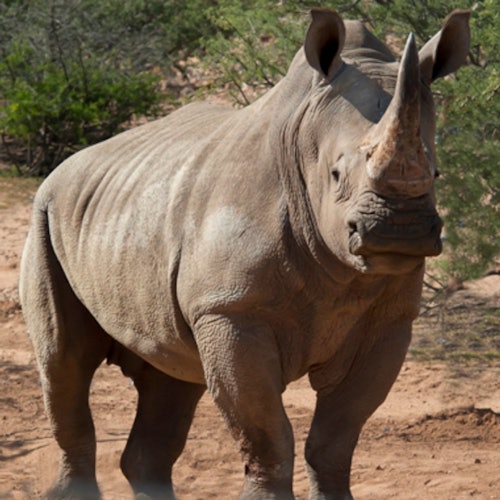 一只犀牛站在沙地上，周围是灌木丛和树木，处于自然栖息地中。