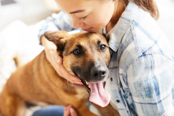 A dog happily spending time with his owner after the non-invasive microchip procedure