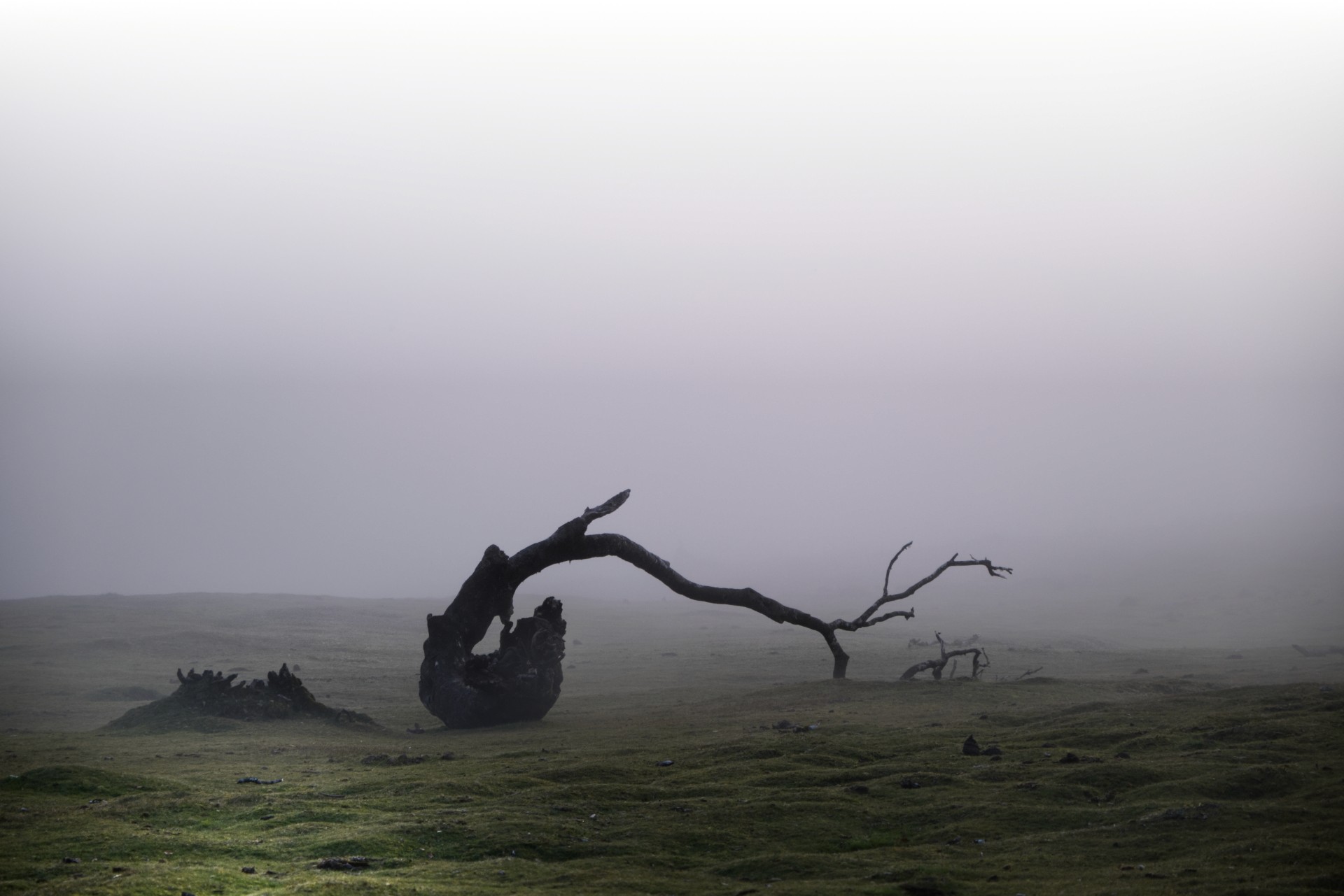 a scenic photo of a curved tree laying on foggy fround, Madeira