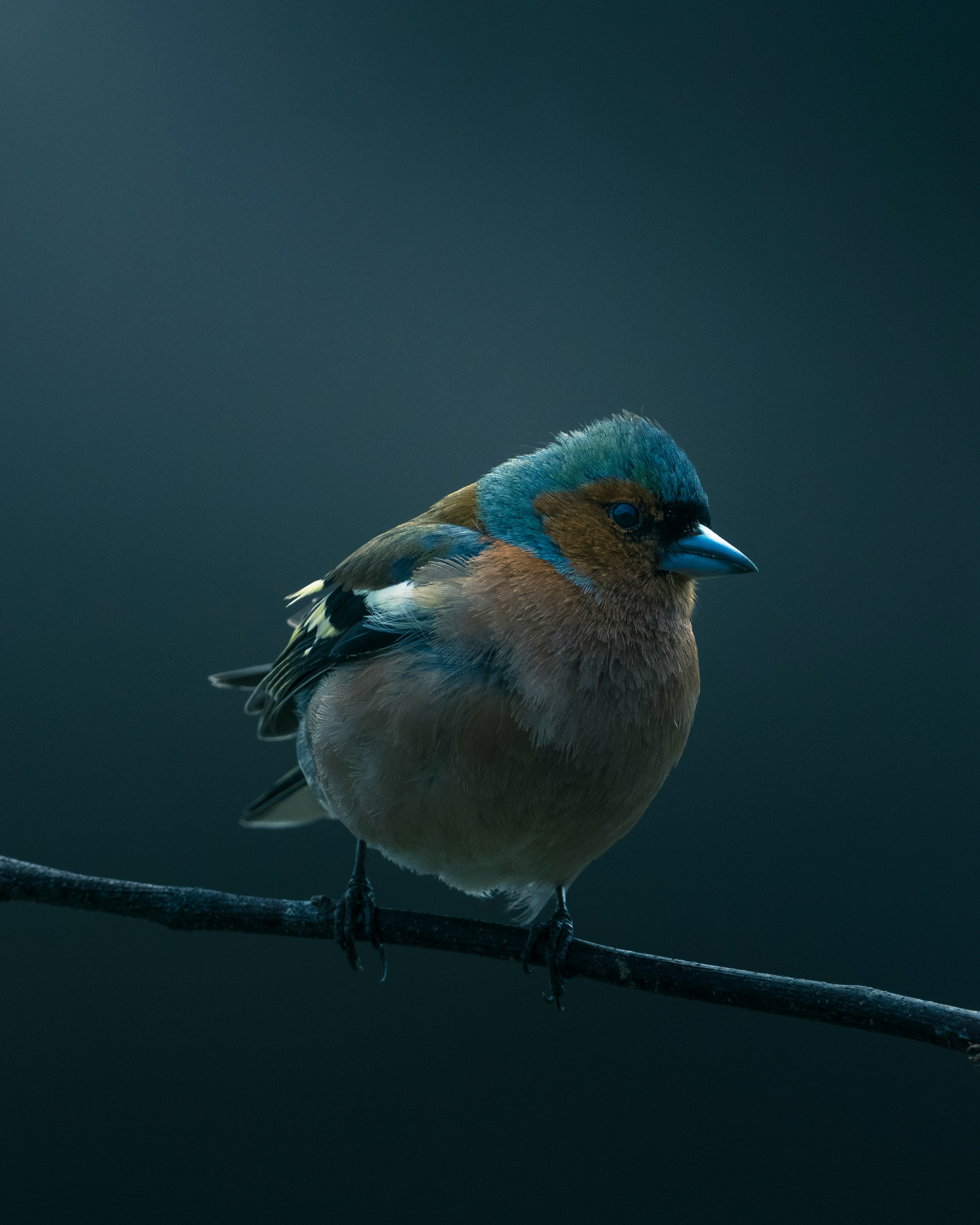 A small bird with colorful plumage perched on a branch.