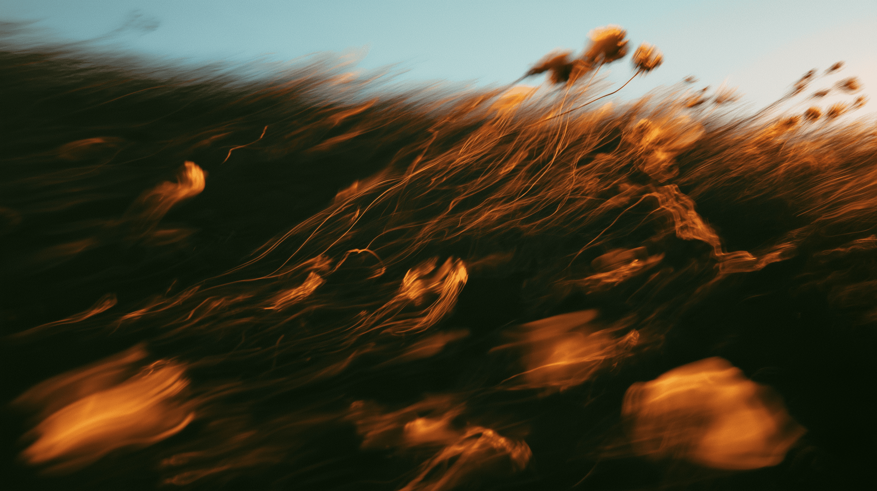 Golden grass field at dusk
