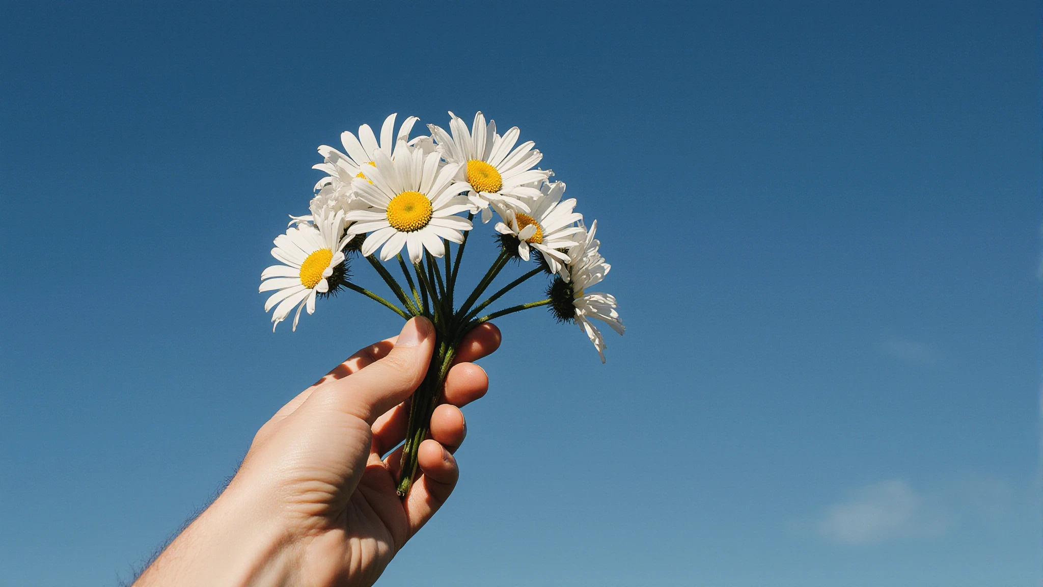 Hand holding a daisy flowers against a bright blue sky, showcasing simplicity and natural beauty in a minimalistic composition.