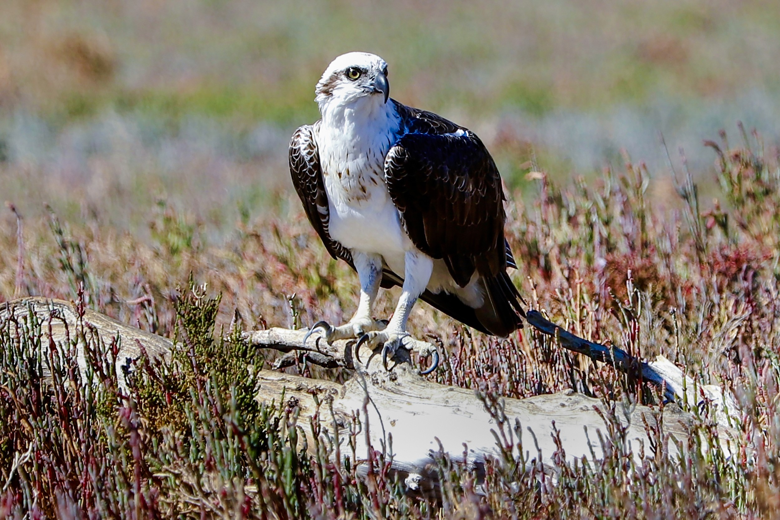 巨人和海豚观光游轮期间，一只鹰栖息在树枝上。