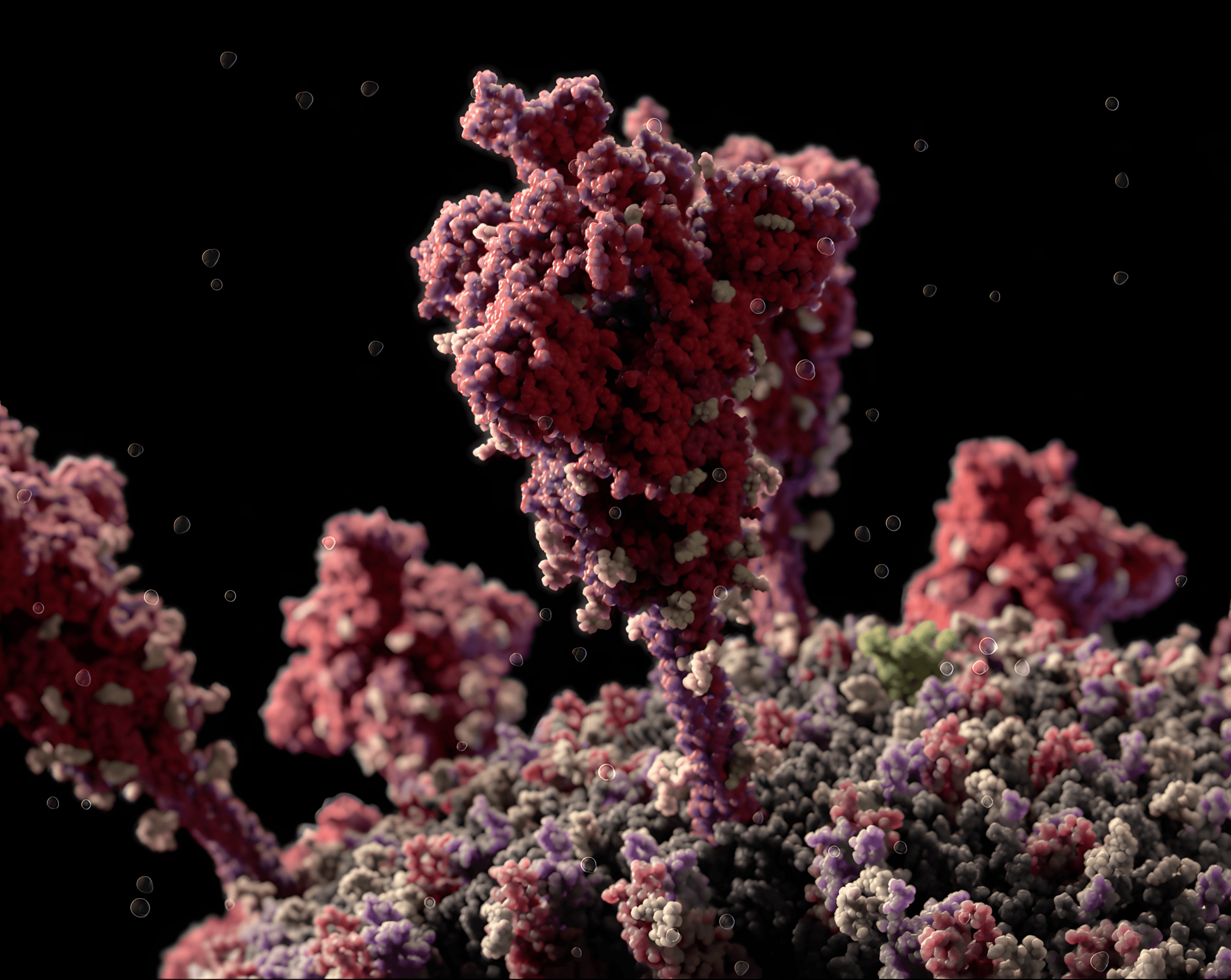 Bacterial transposase dimer in complex with genomic DNA and bridge RNA