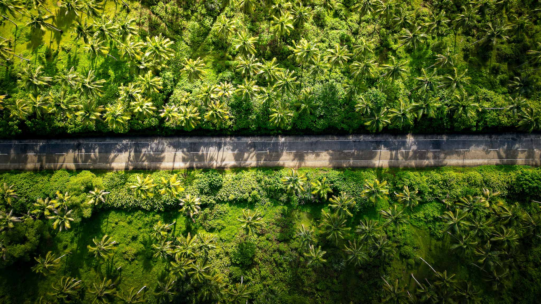 philippines coconut road drone