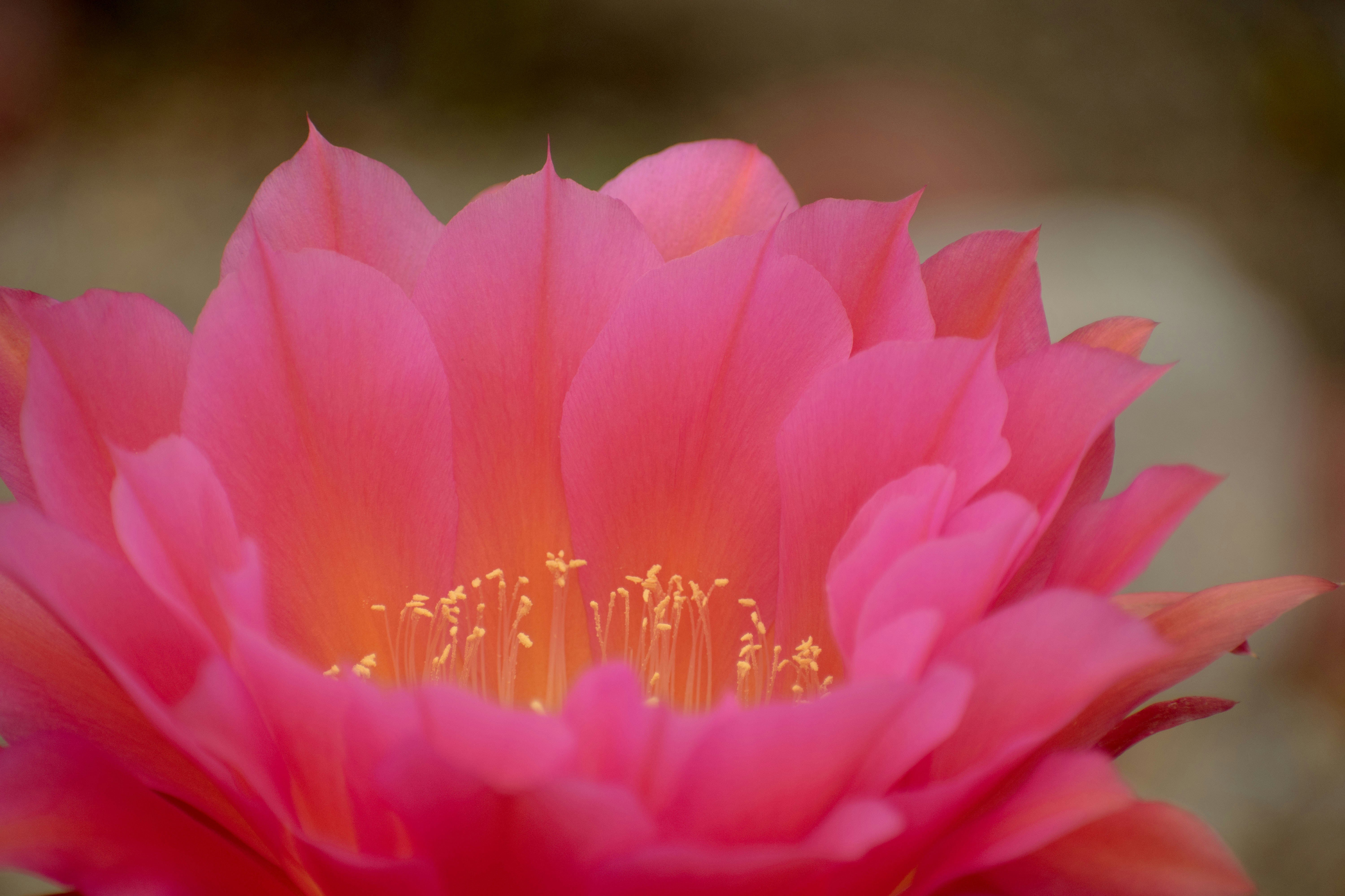 A macro of the petals on a pink flowering plant.