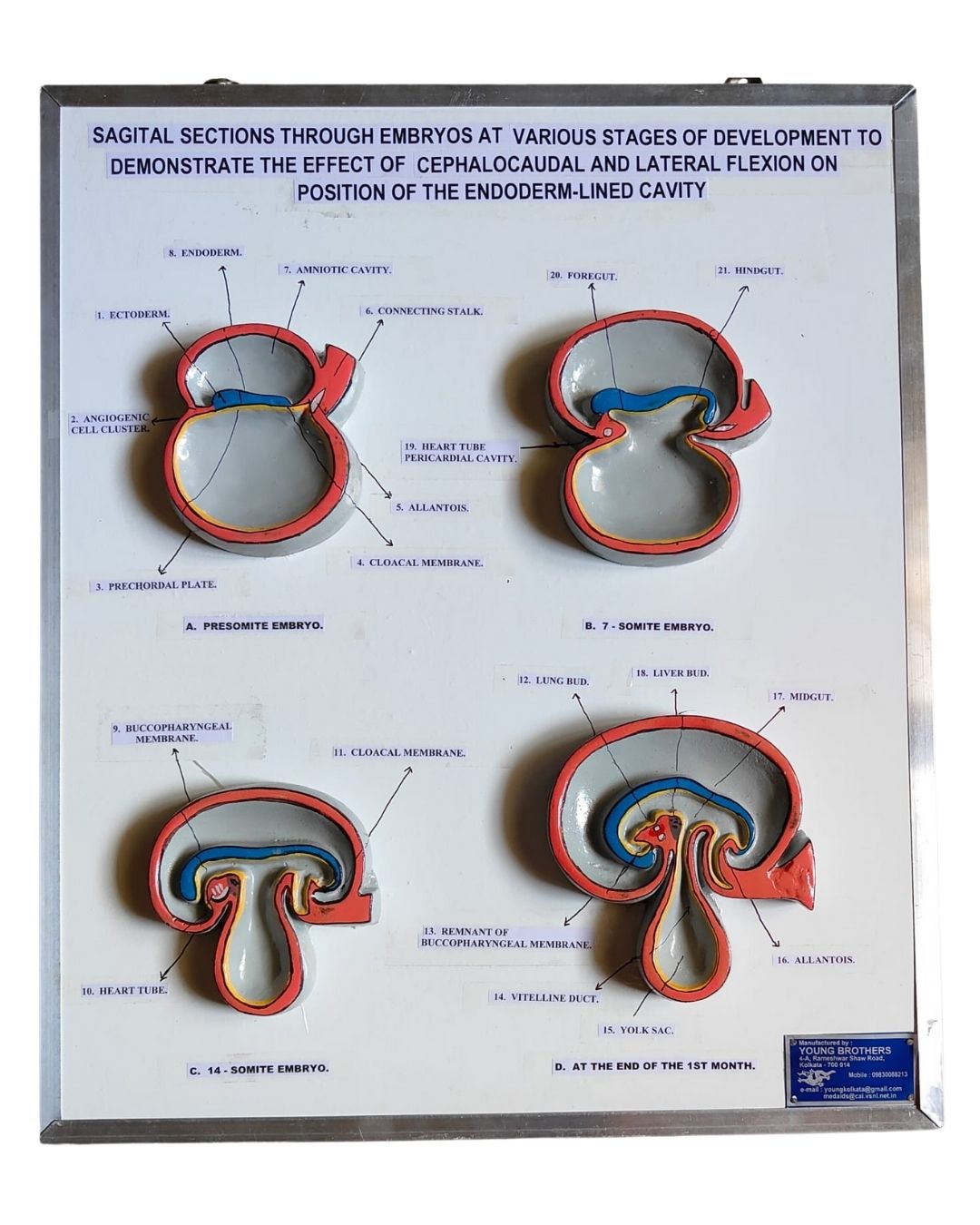 Sagittal Embryo Sections