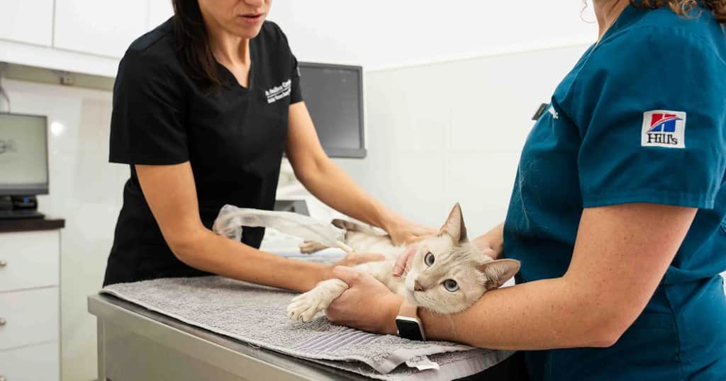 Veterinarian providing deworming medicine for pets as part of routine care.