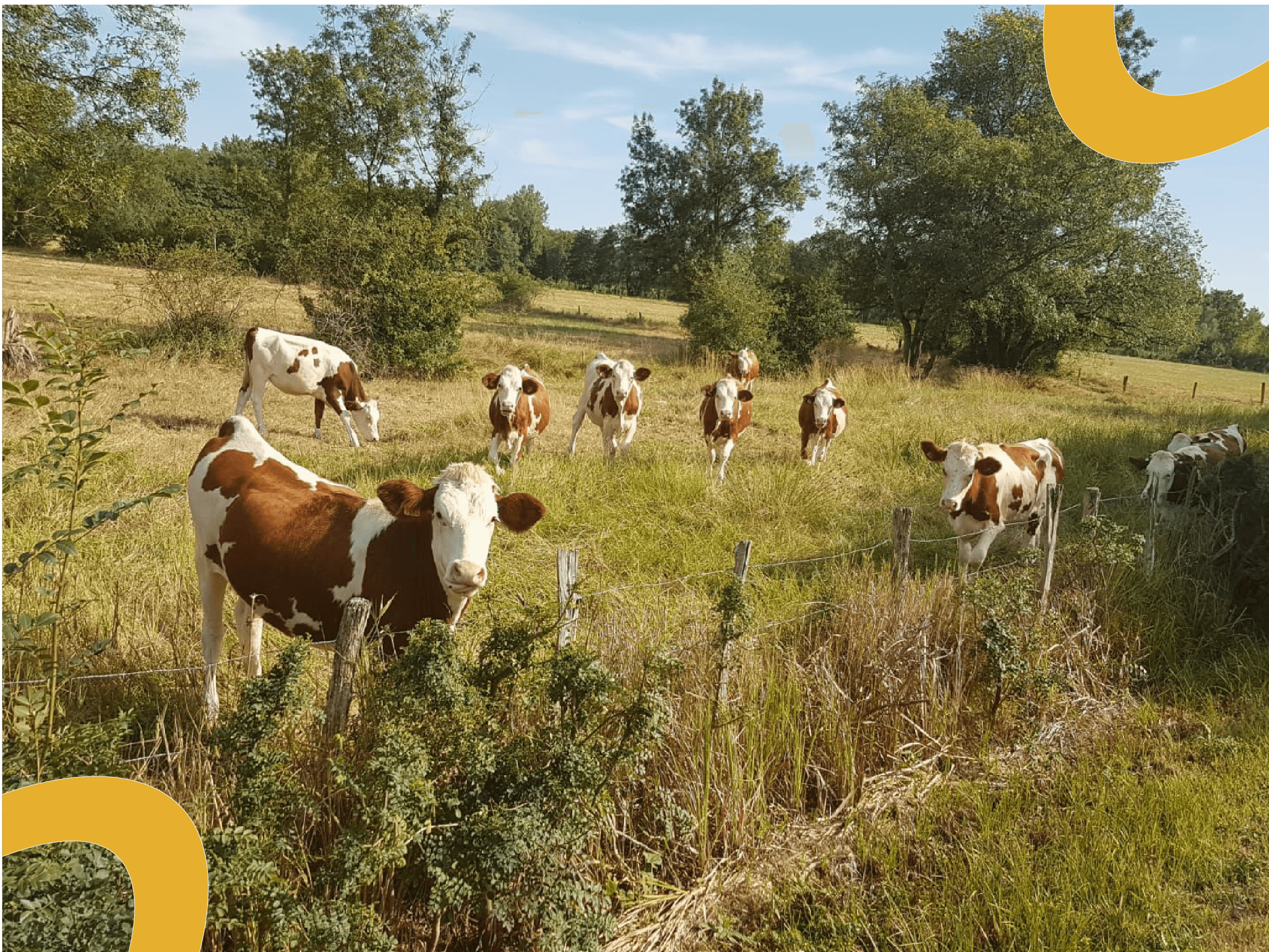 Montbéliardes en prairie