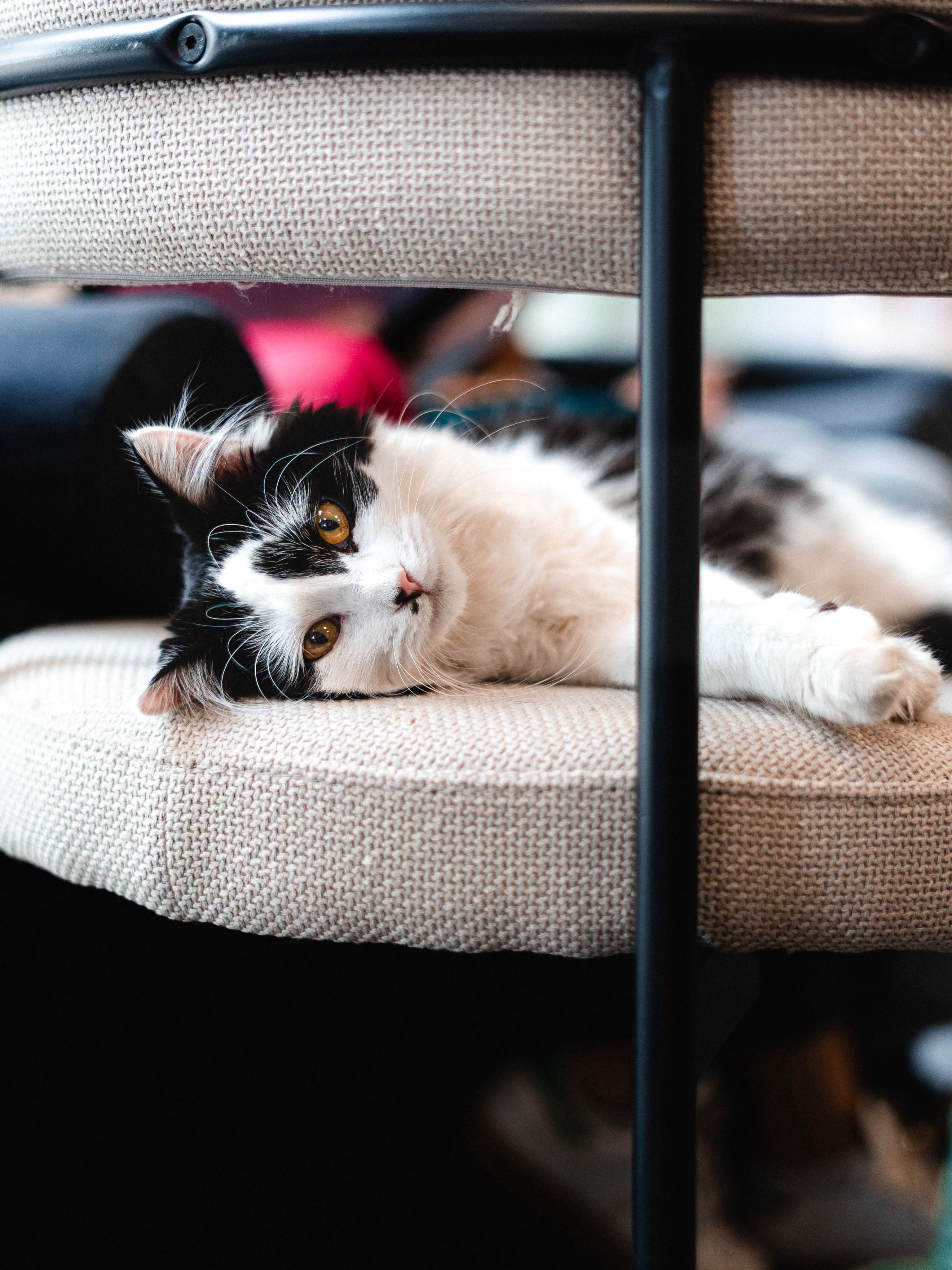 chat-noir-blanc-couche