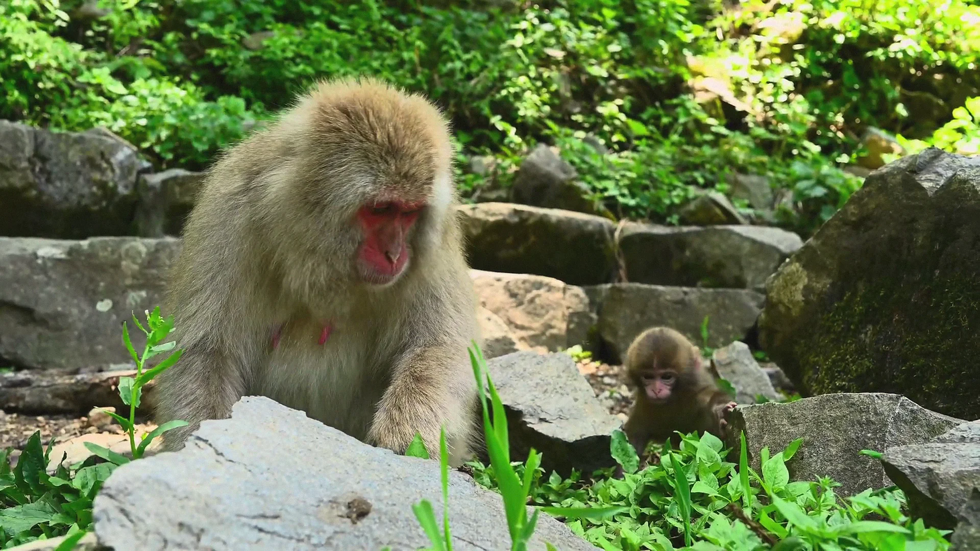 A mother Japanese macaque and her infant on rocks amid summer greenery near the park