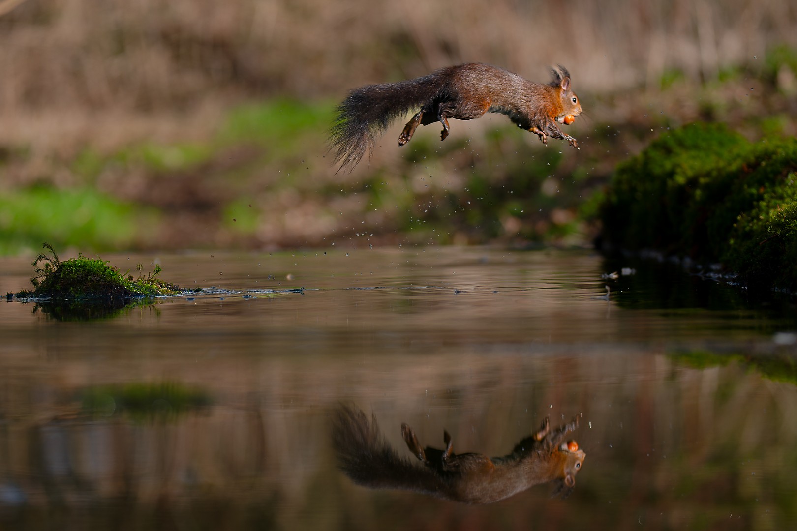 Le saut de l'écureuil