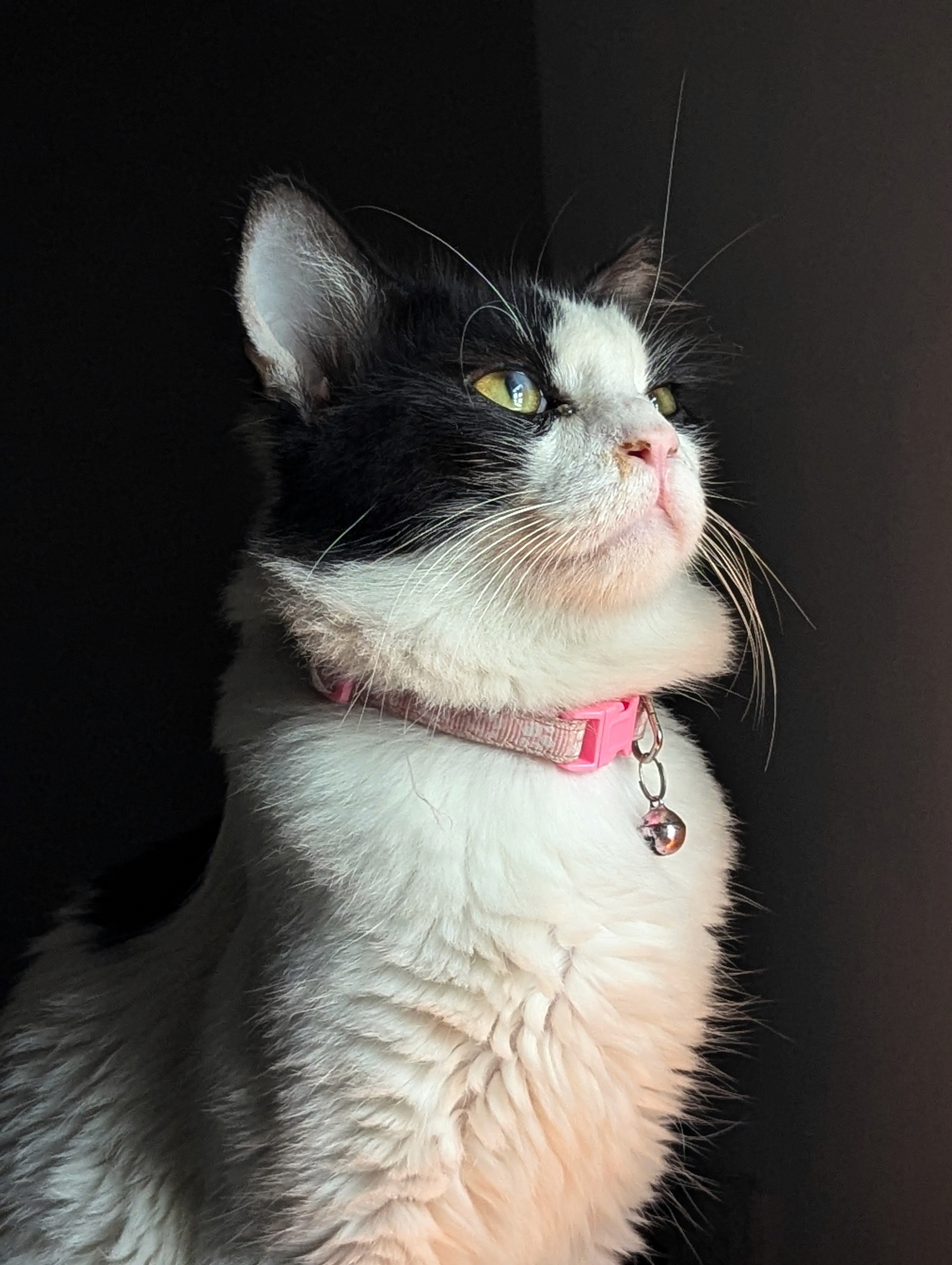 Bantu Cat Image Asset