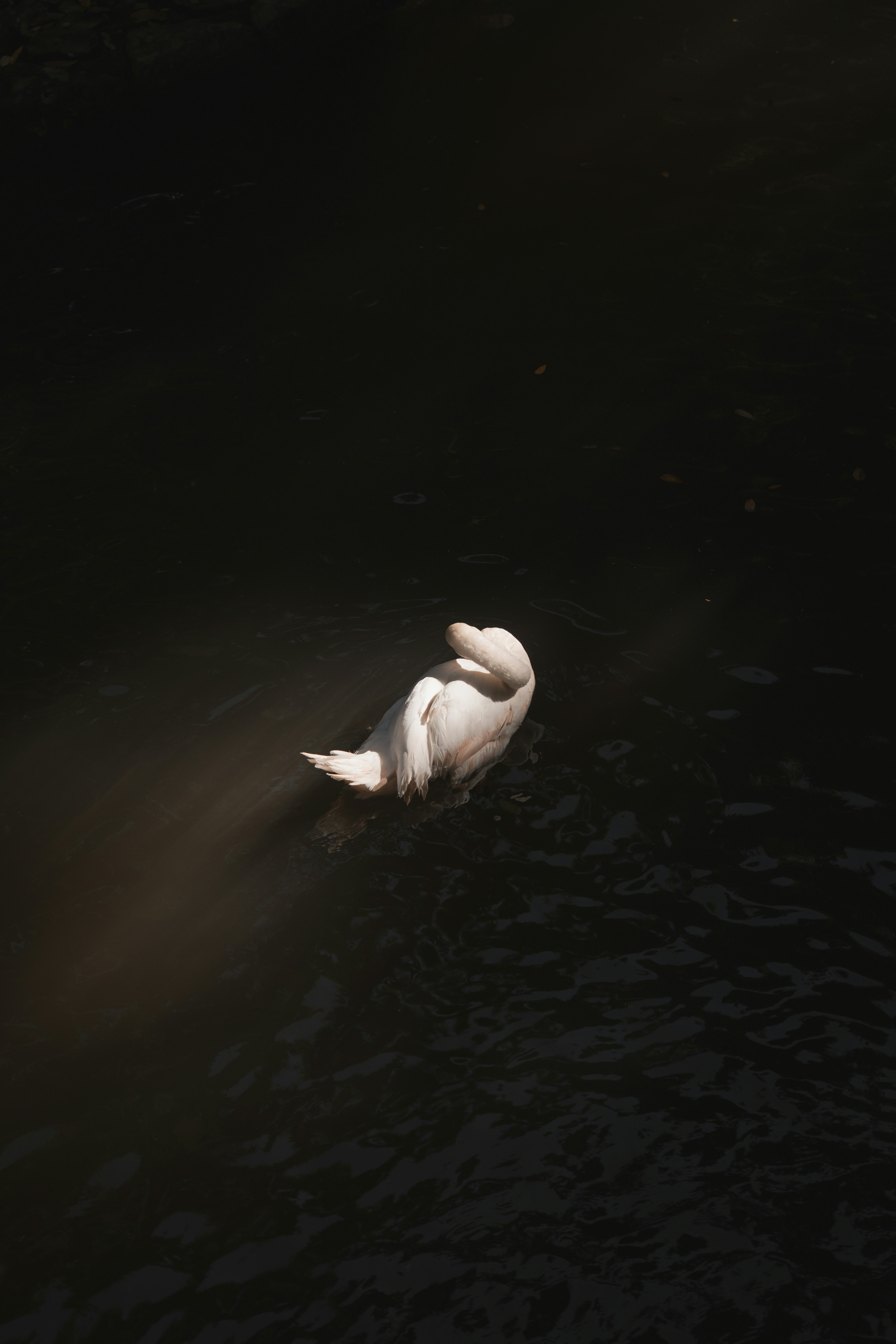 A white swan rests on dark water.