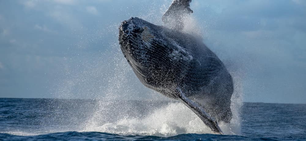 whale watching tour Newport Beach