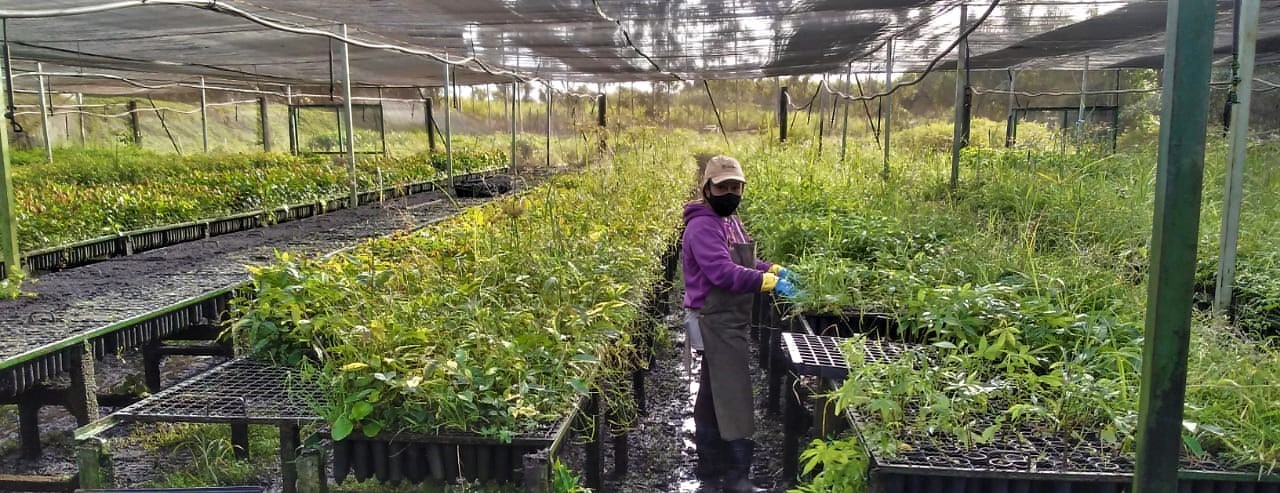 Trabalhadora de máscara cuida de mudas entre bancadas em viveiro coberto por tela
