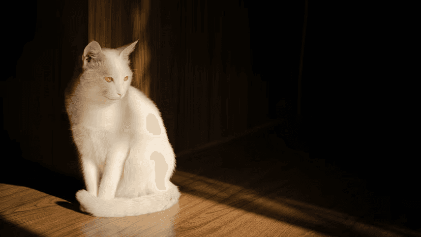 White cat sitting in patch of sun