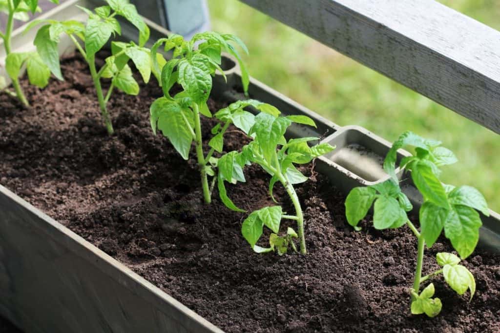 Extreme Frugality - window-box herb garden