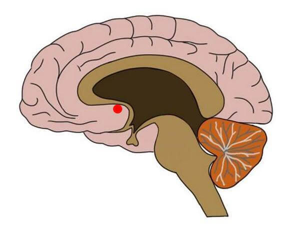 Drawing of the nucleus accumbens, the part of the brain associated with pleasure