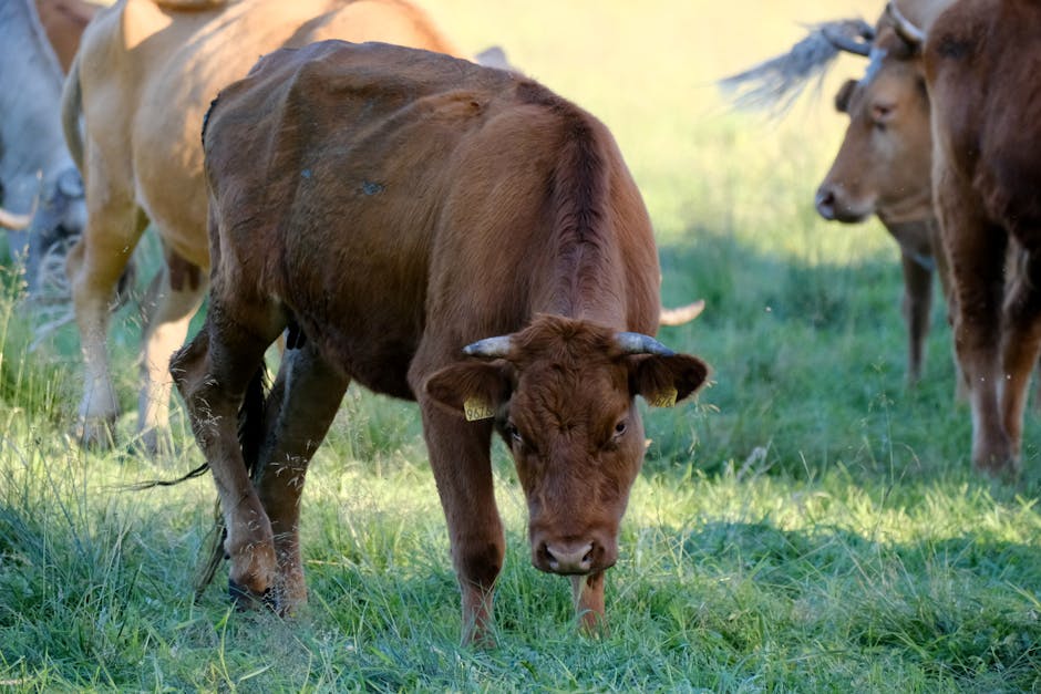 A flesh-eating parasite just reached Texas, and beef prices may follow