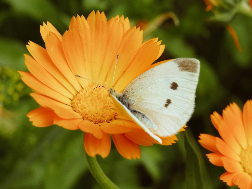 Ein Schmetterling sitzt auf einer orangen Blume.
