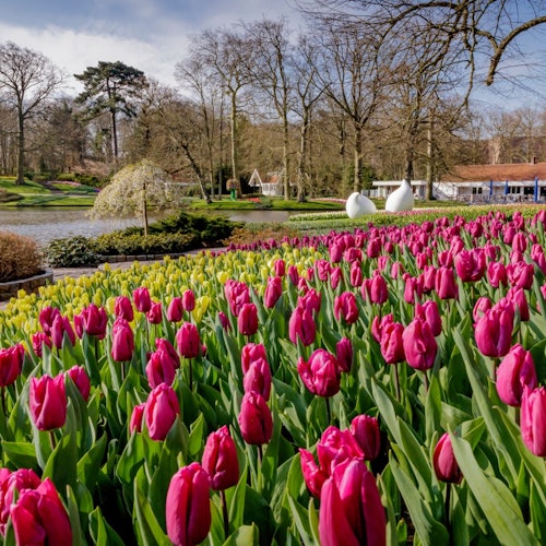 Keukenhof