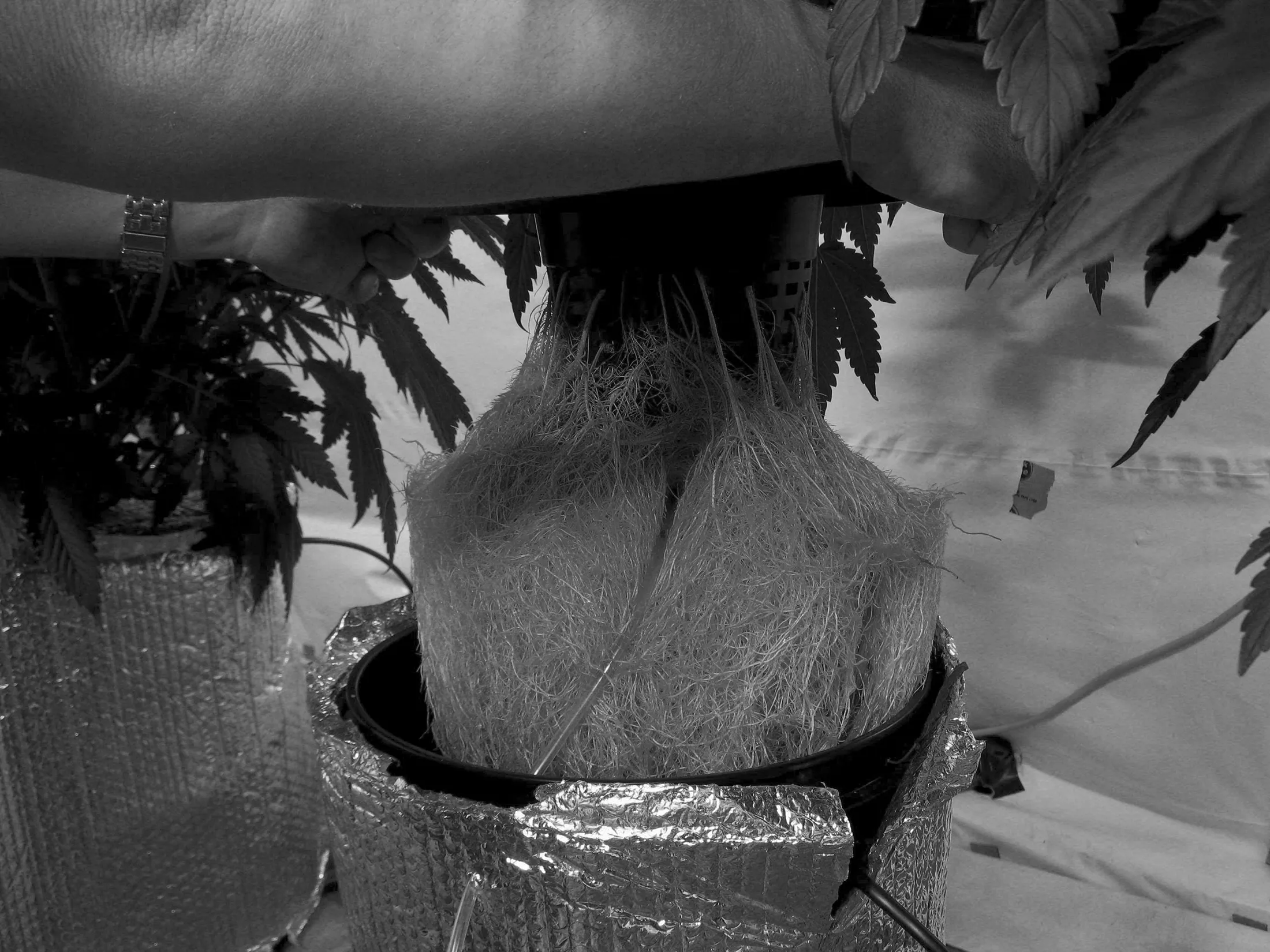 DWC Roots grown by 4trees Cannabis Building