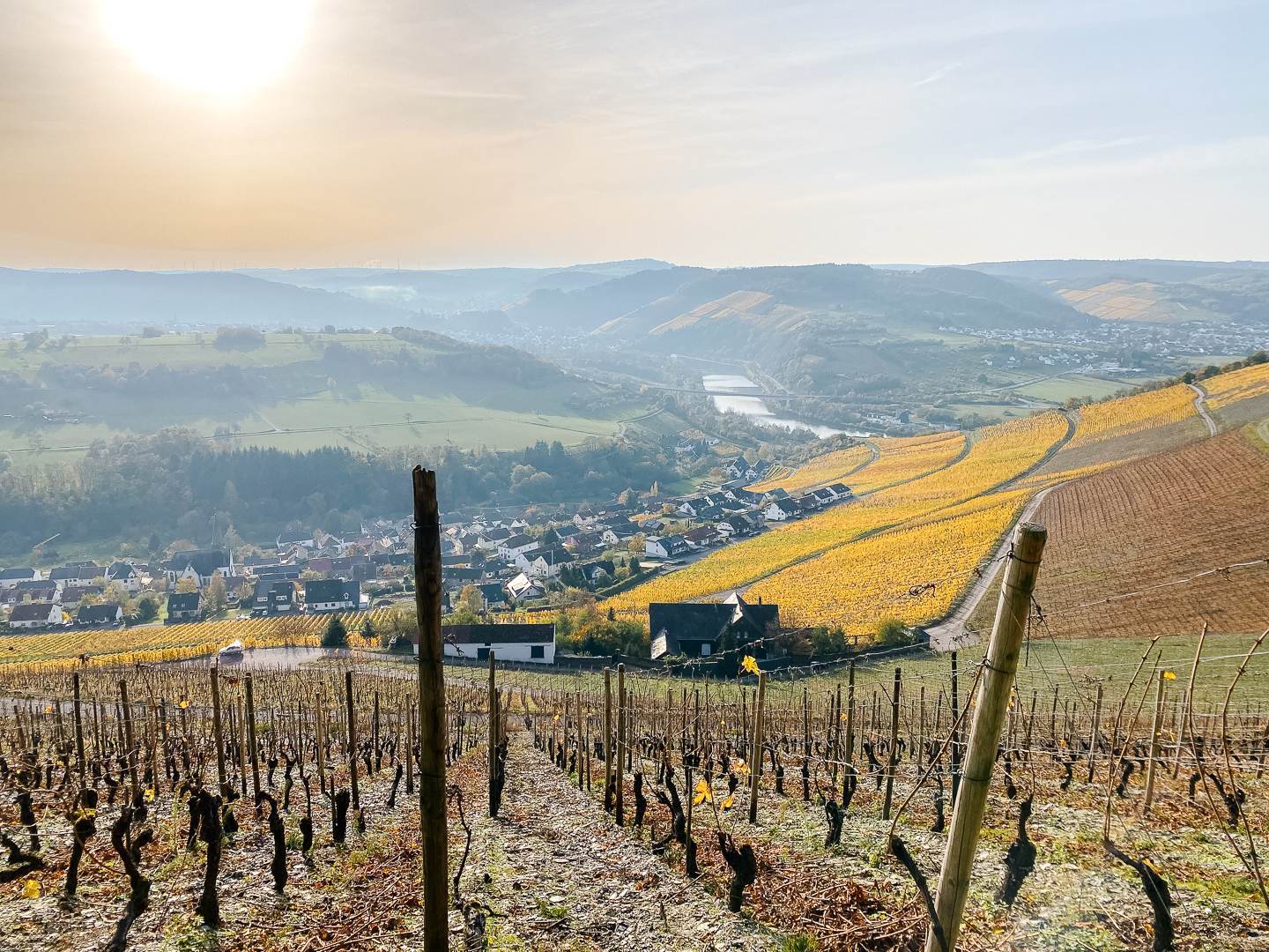 A peaceful vineyard landscape with rolling hills, lush vines, and a soft sunset in the background.