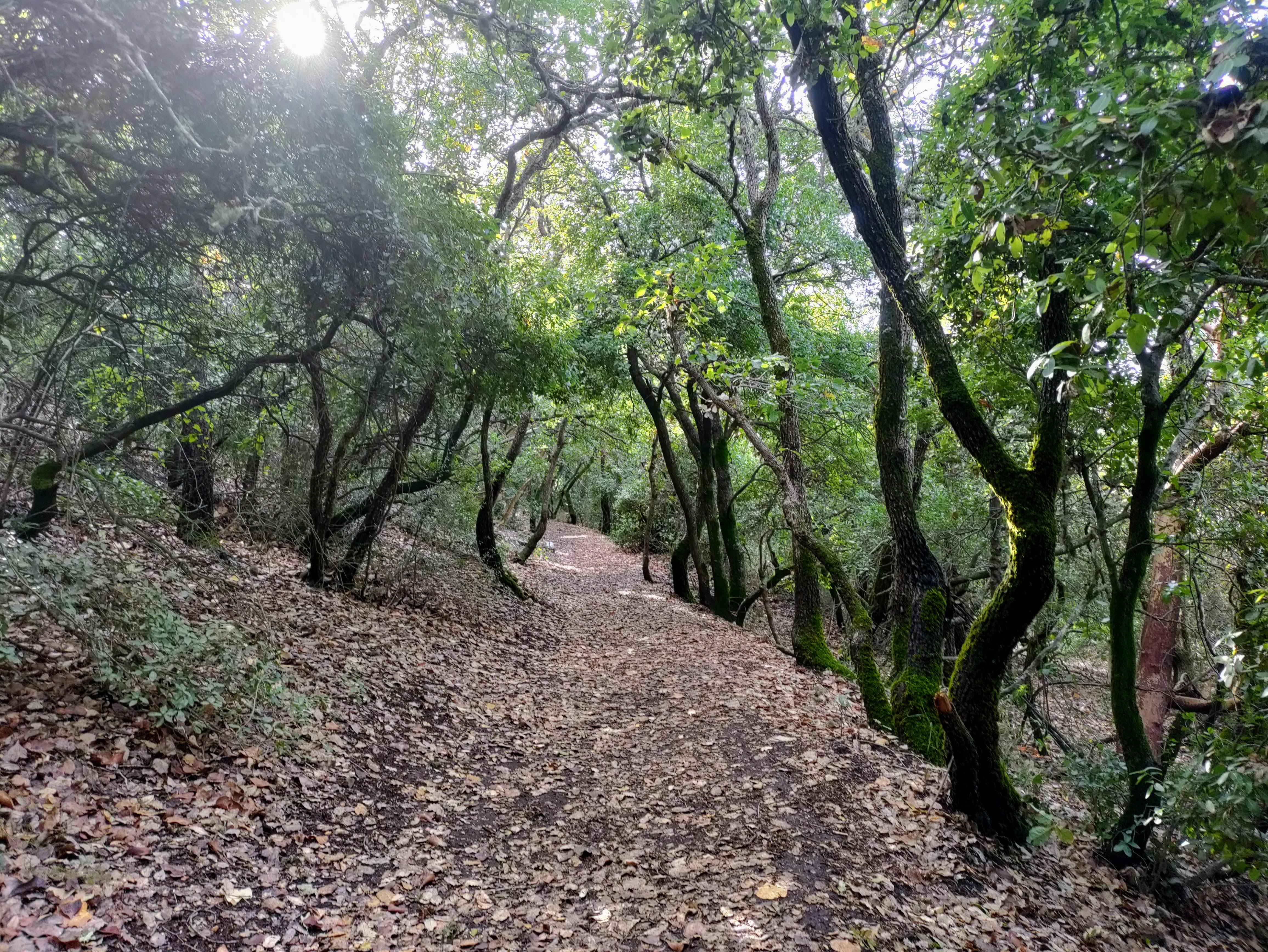 טרק מירון לחרמון (חלק 1)