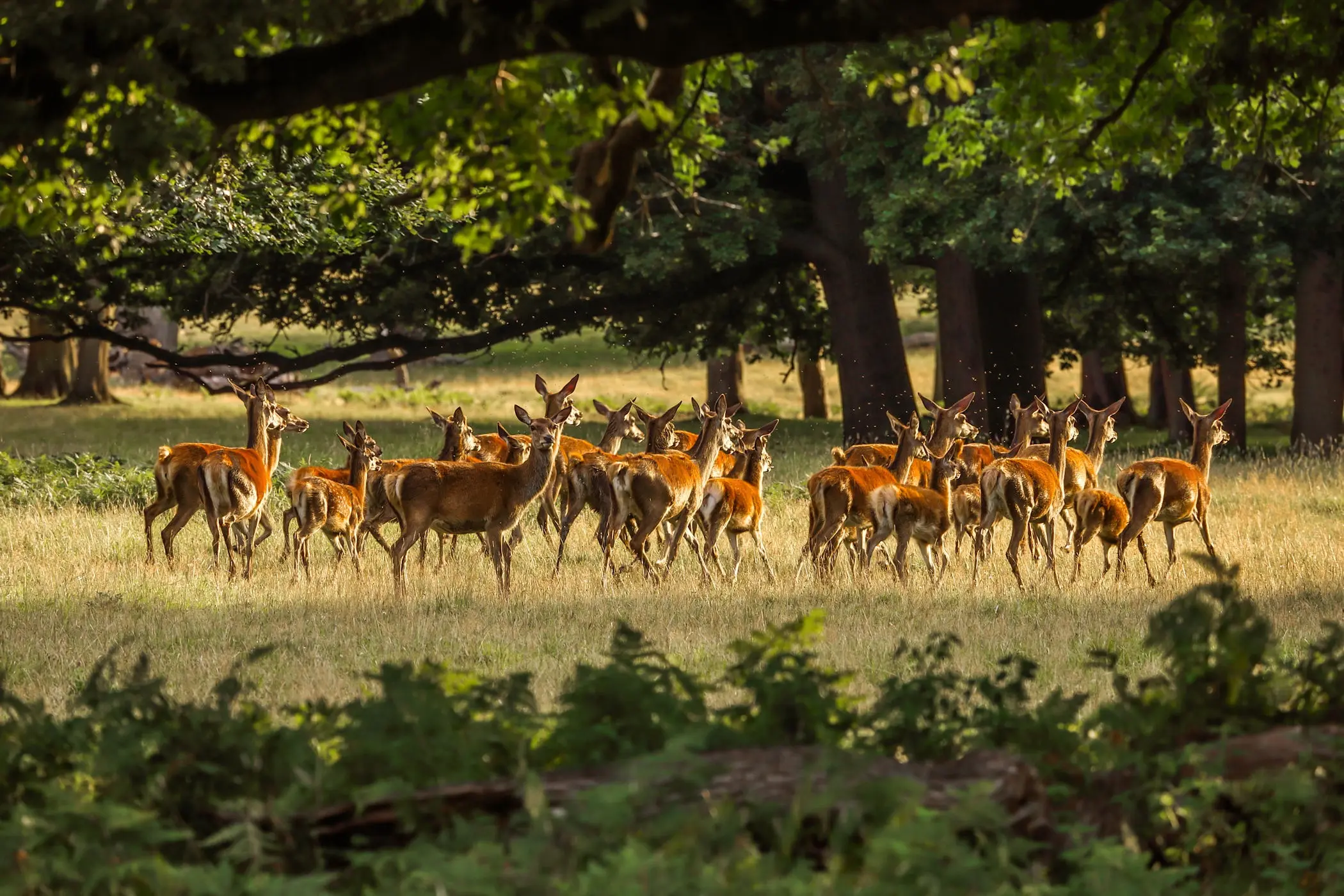 Branco di cervi nel loro habitat naturale sotto alberi secolari, attività di outdoor education per osservazione fauna e educazione ambientale nelle scuole