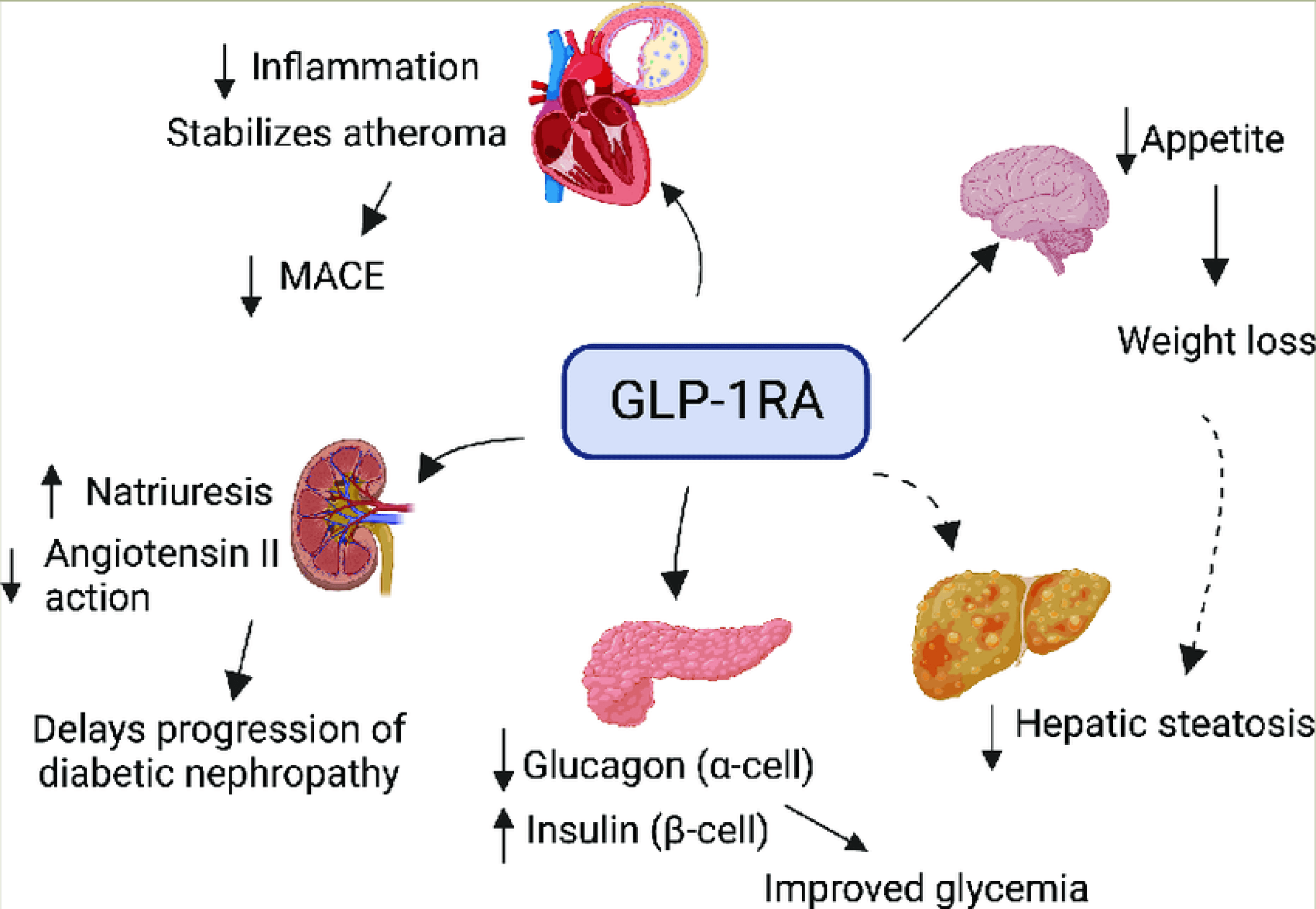 GLP-1 receptor agonists mechanism and health benefits for diabetes and weight loss