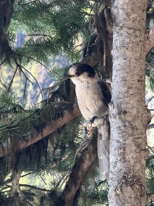 Margot about section