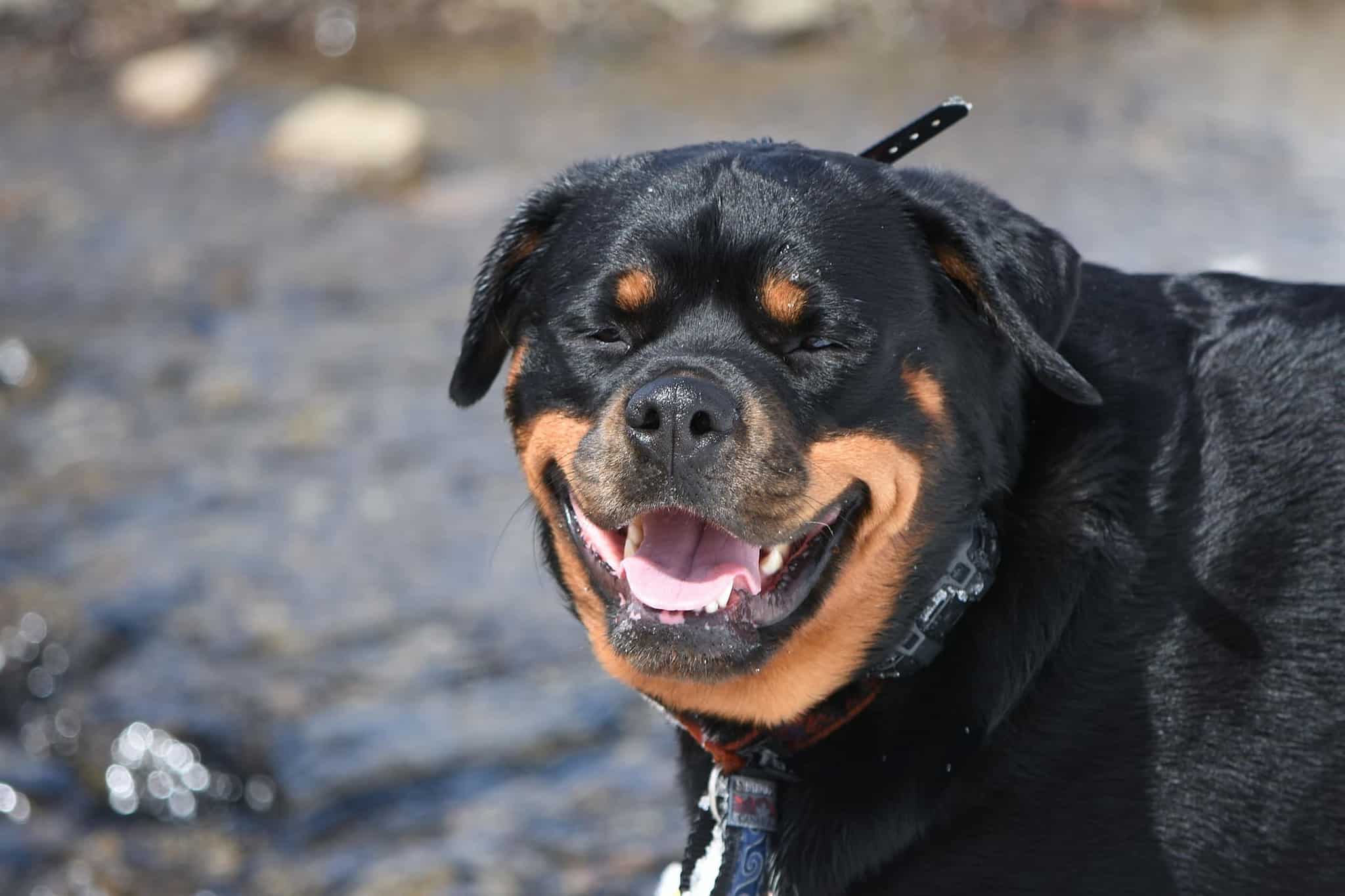 A Rottweiler is slightly closing its eyes while smiling.