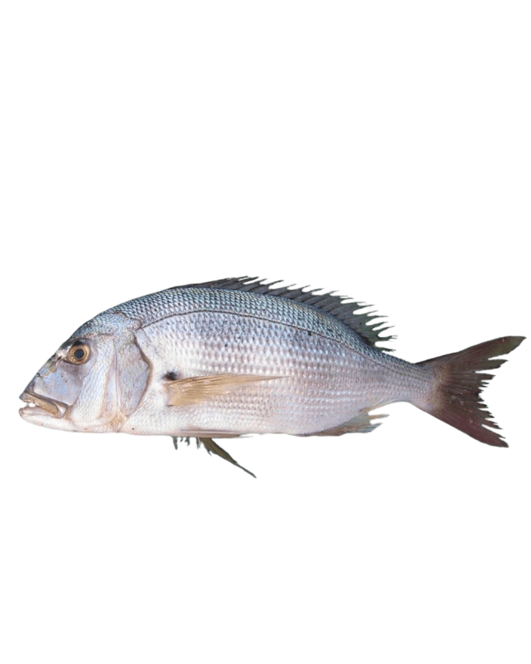 Dentex (Zubatac)