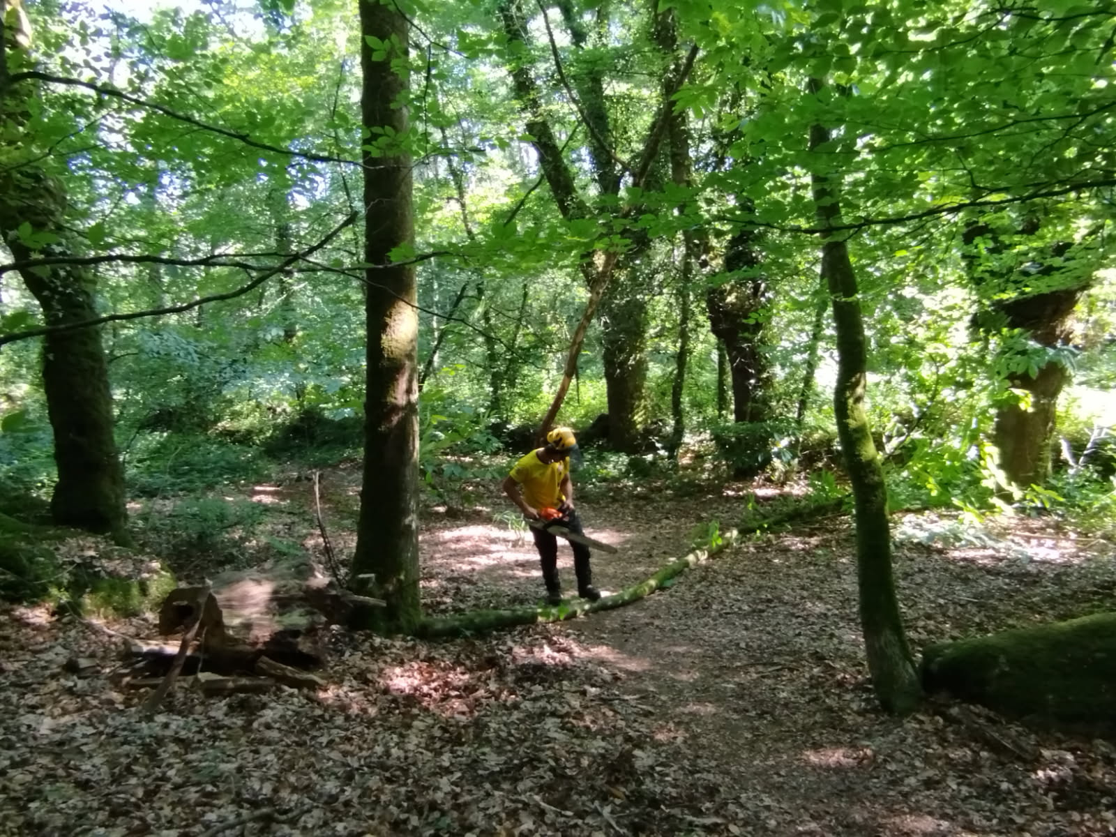 debroussaillage séné