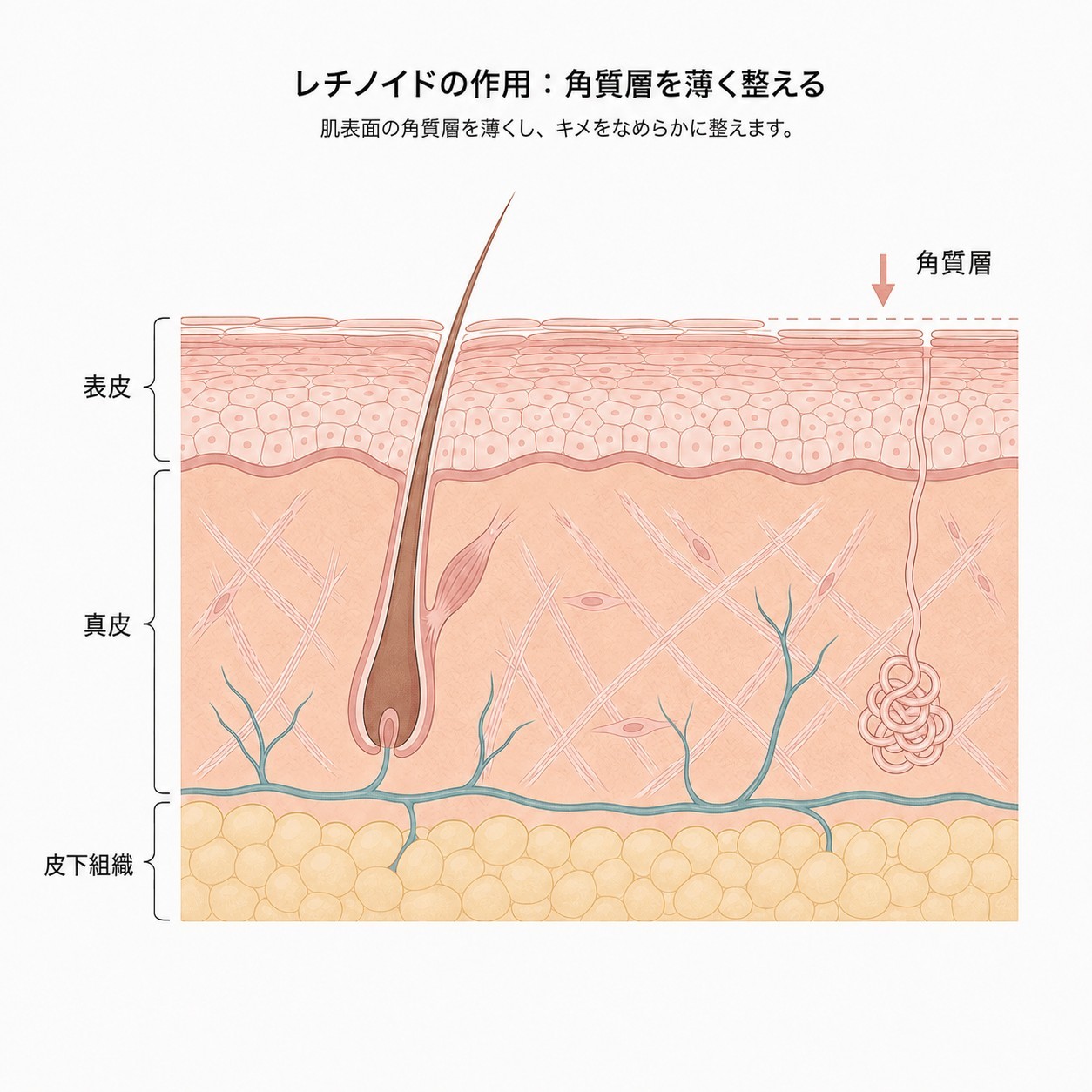 レチノールが作用する肌の層