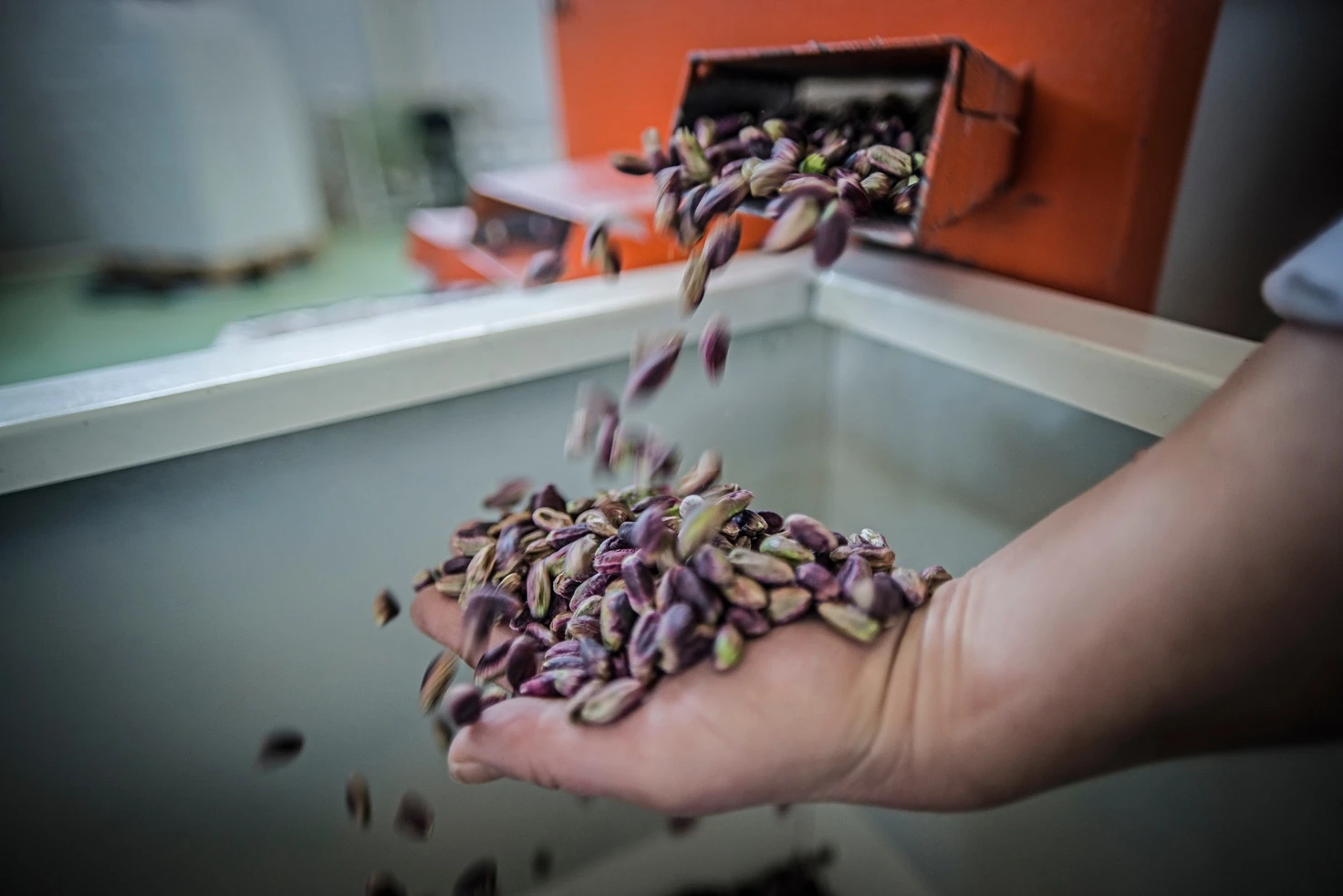 Pistachio kernels shown during handling and visual inspection.