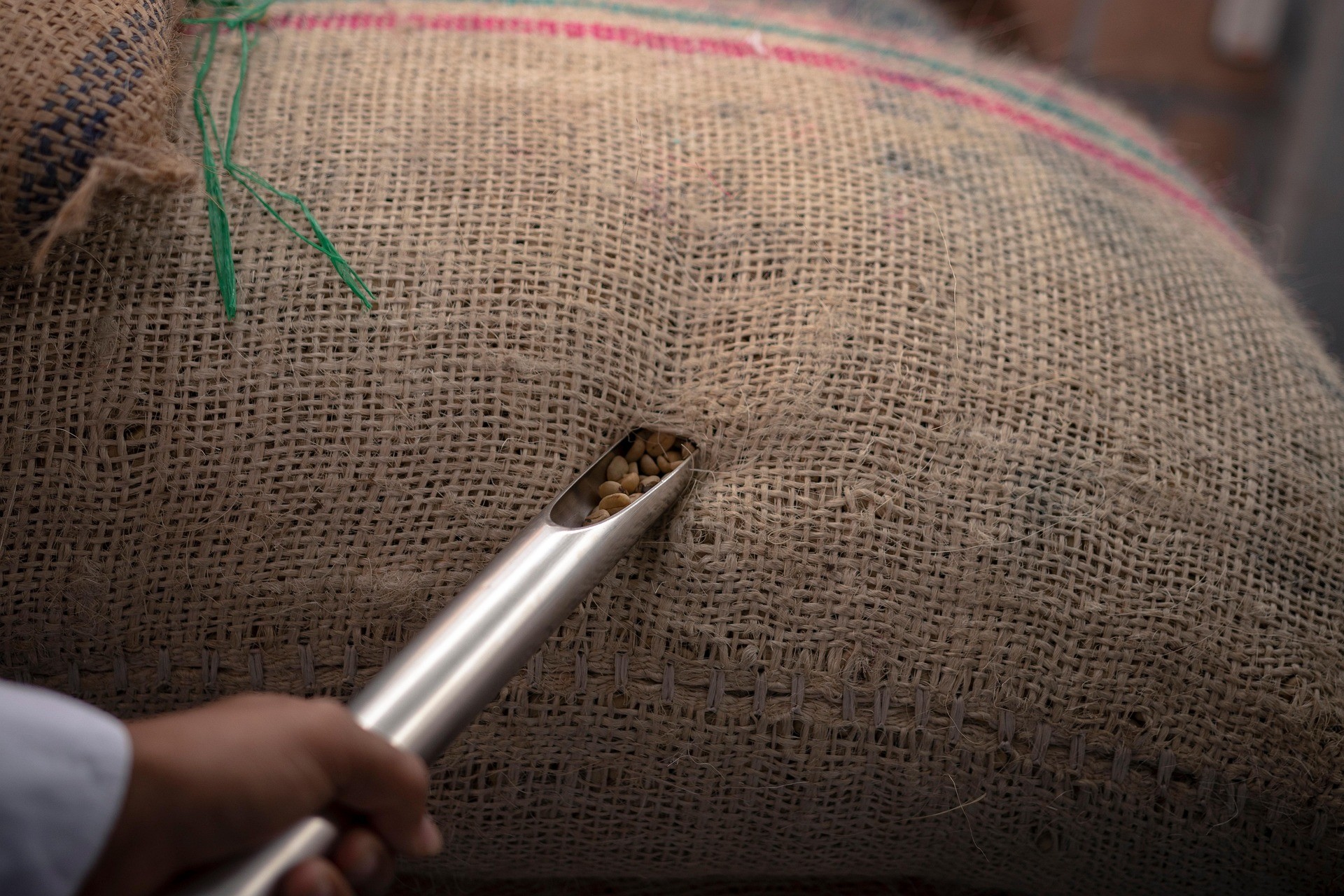 Ethiopian coffee beans ready for export