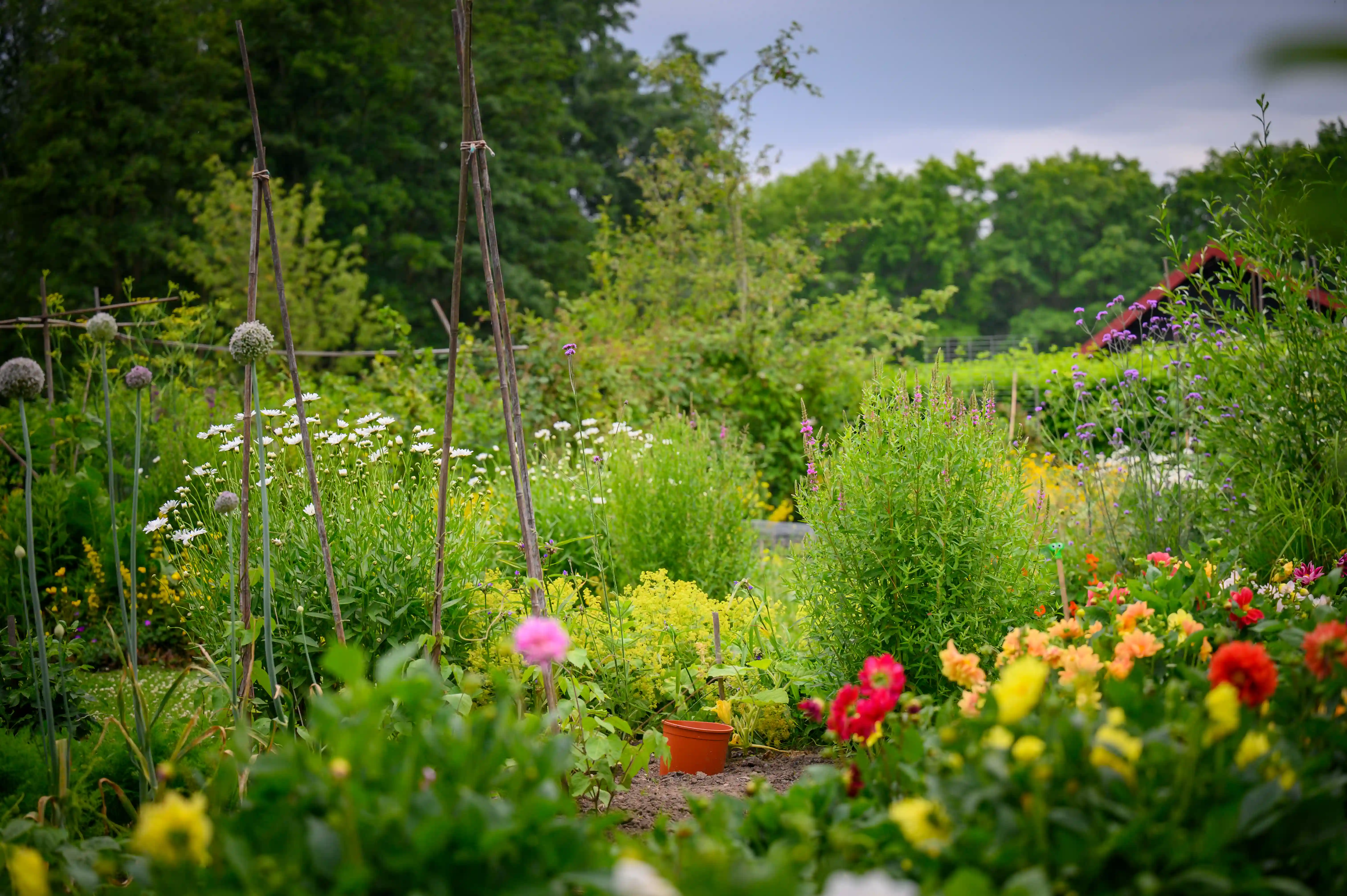 Velden in de seniorentuin