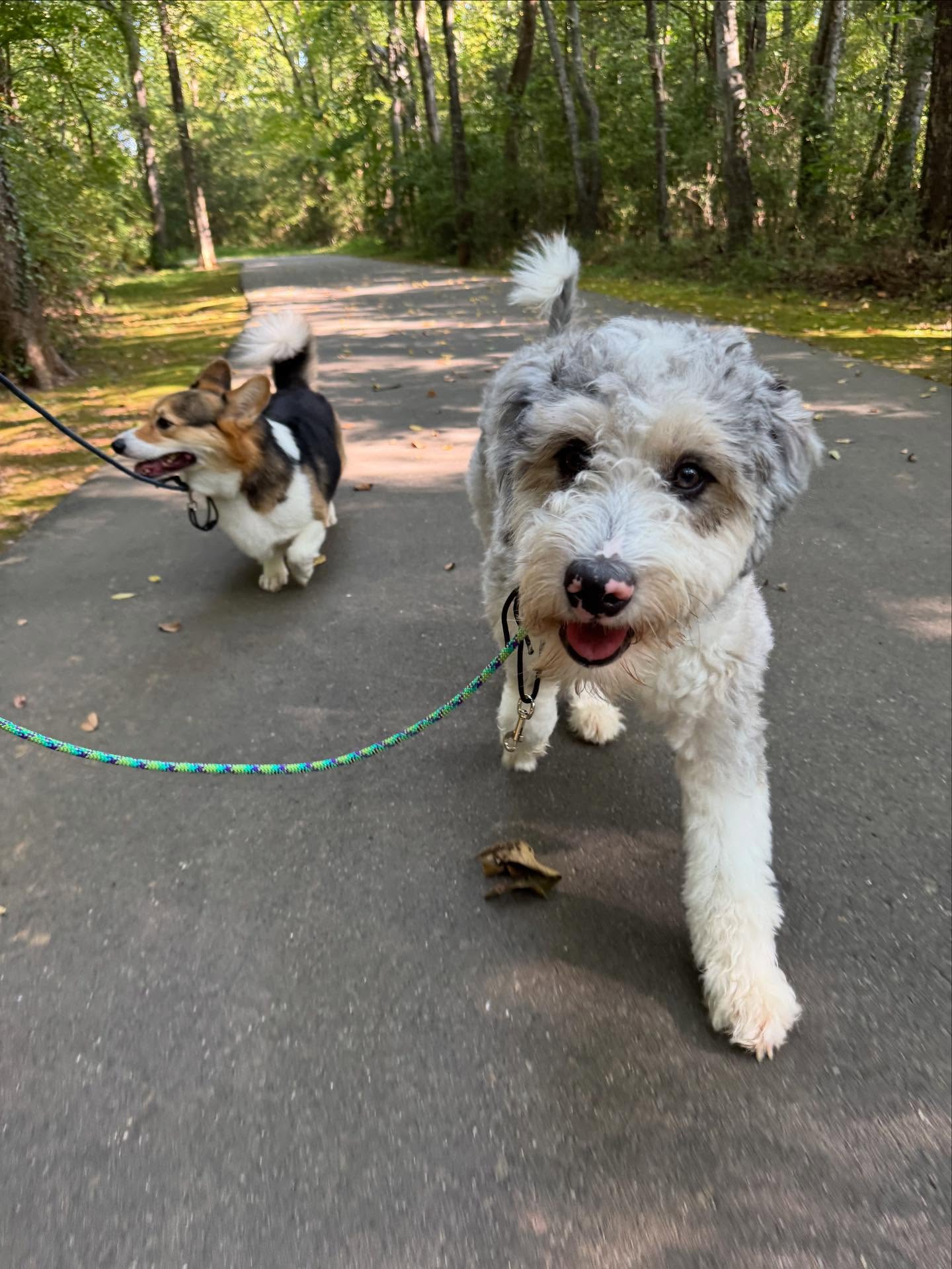 Two dogs on leashes during a dog walking adventure in Cornelius, Charlotte