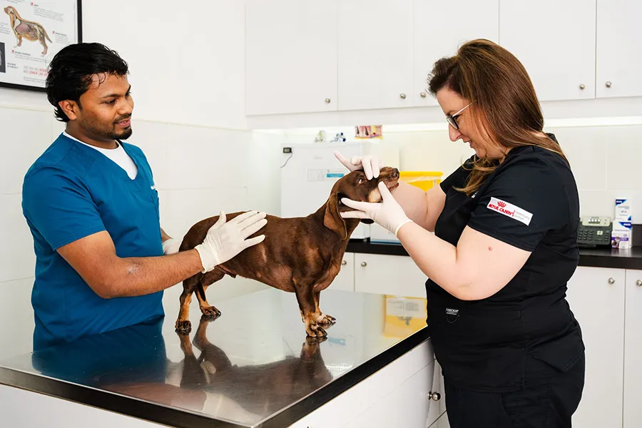 A veterinary surgeon prepares a dog patient for a surgical procedure