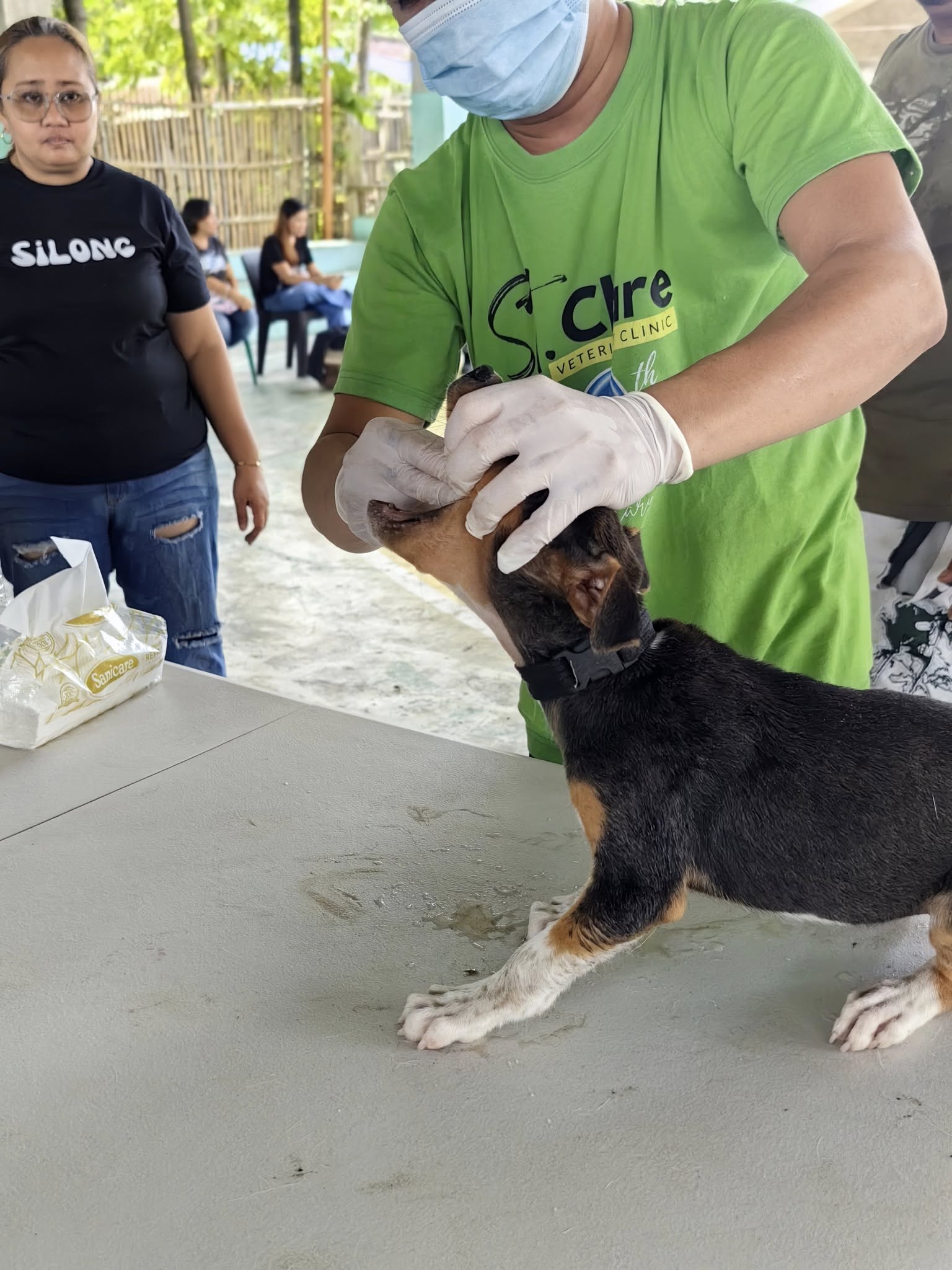 two brown and white dogs laying next to each other