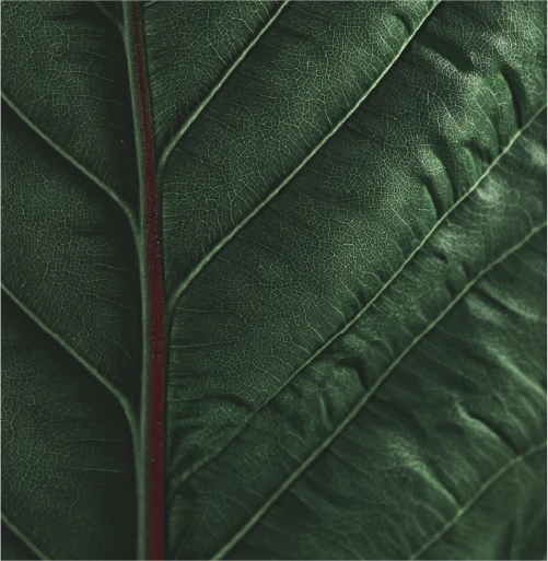 Close-up of a dark green leaf showing its textured surface.