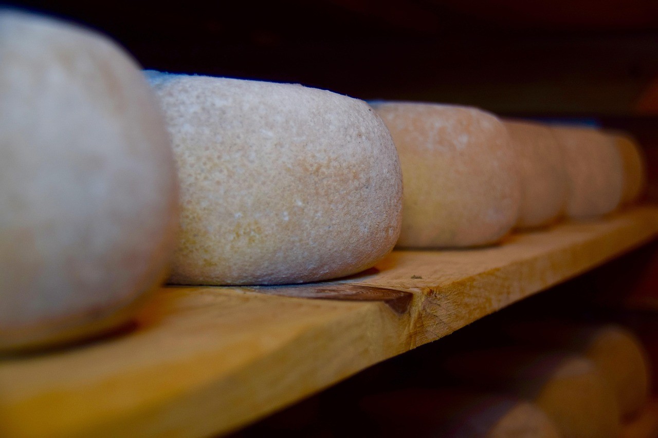 Young cheese being matured