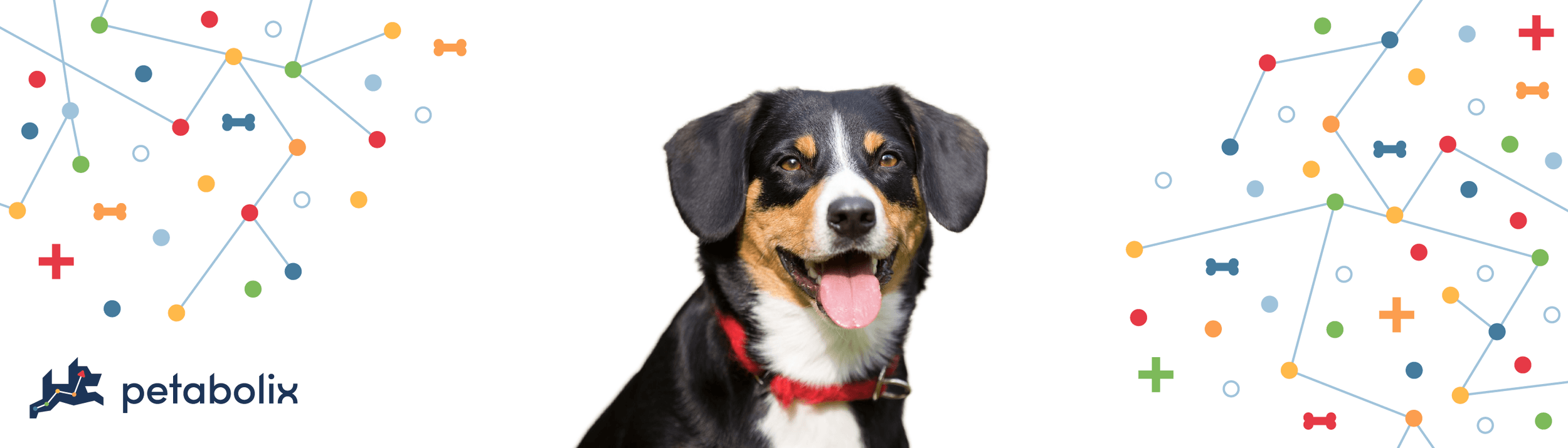 Entlebucher Mountain Dog image