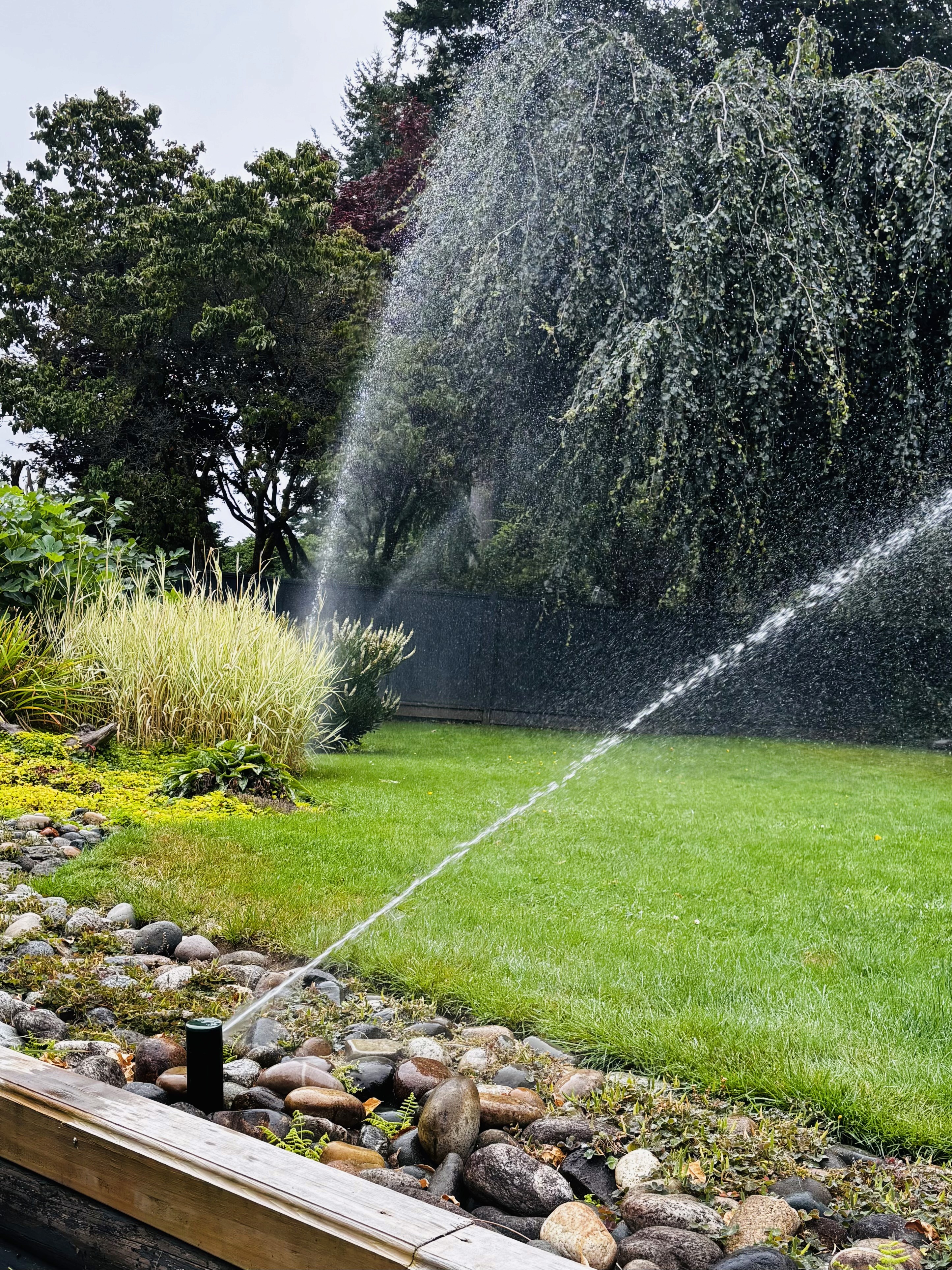 Sprinklers watering a landscaped green lawn