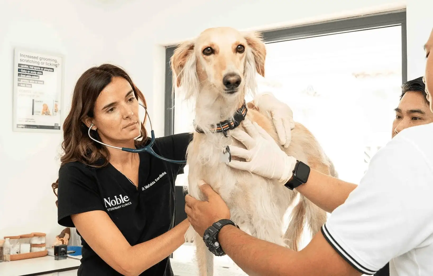 At Noble Veterinary Clinic, Dr. Mafalda Sardinha performs a physical check-up on a dog, listening to its heartbeat as part of a routine health assessment.