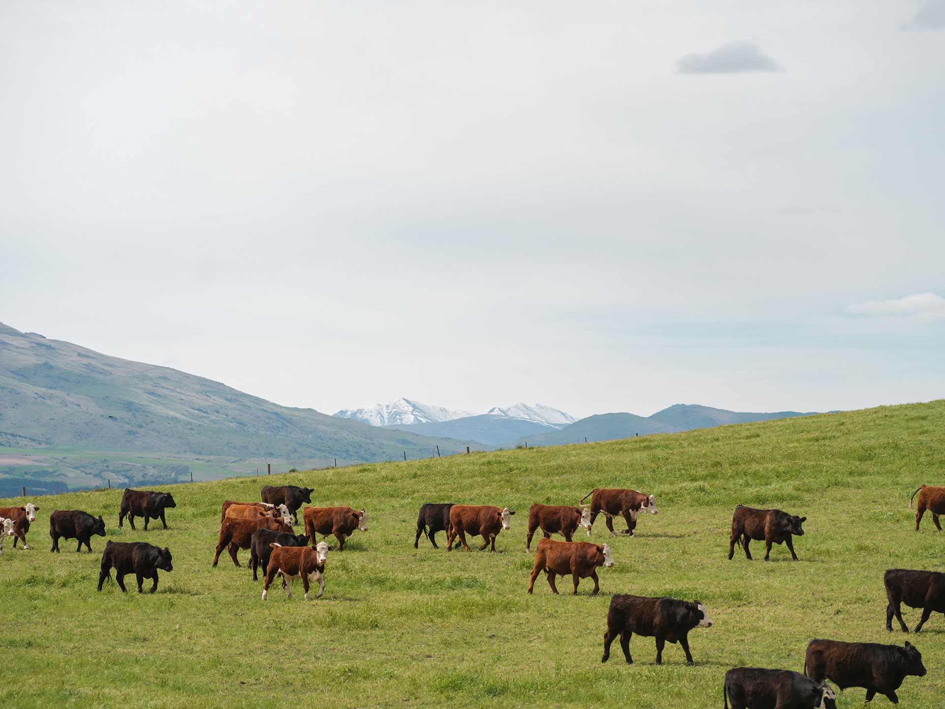 Alpine Pastures Group