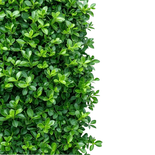 Hecke