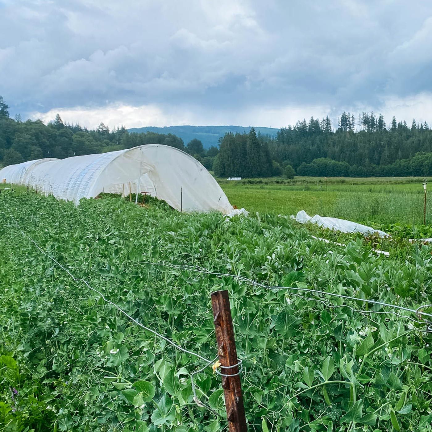 Rows of crops growing under protective covers on a working farm.